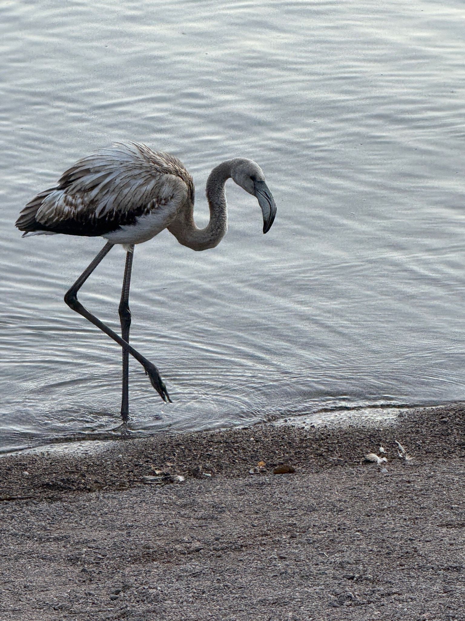 Der Wasservogel mit dem langen Hals wurde zwischenzeitlich in einer Auffangstation untergebracht. (Archivbild) 