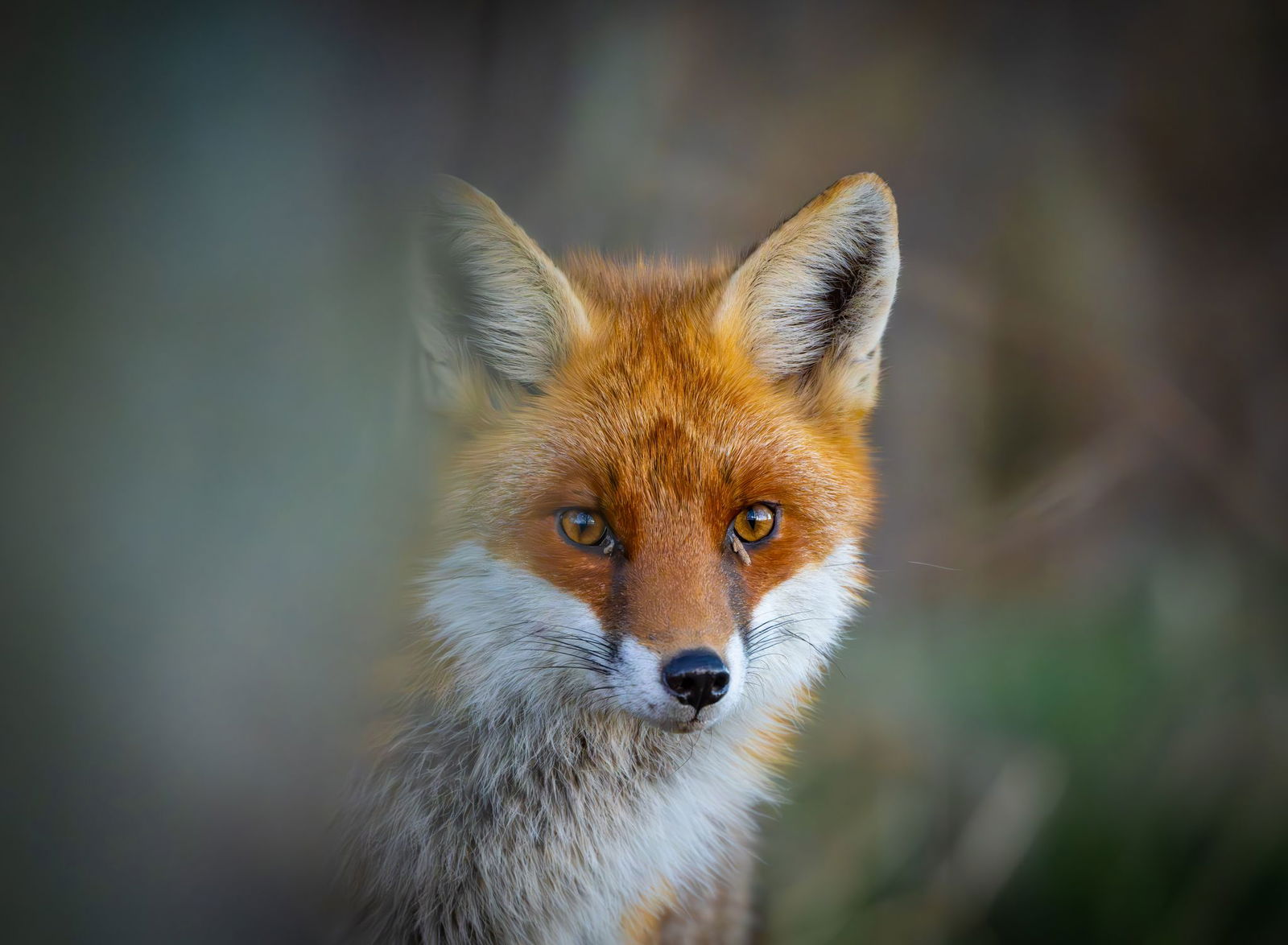 Die Beamten bekamen einen eher außergewöhnlichen Notruf. (Symbolbild)