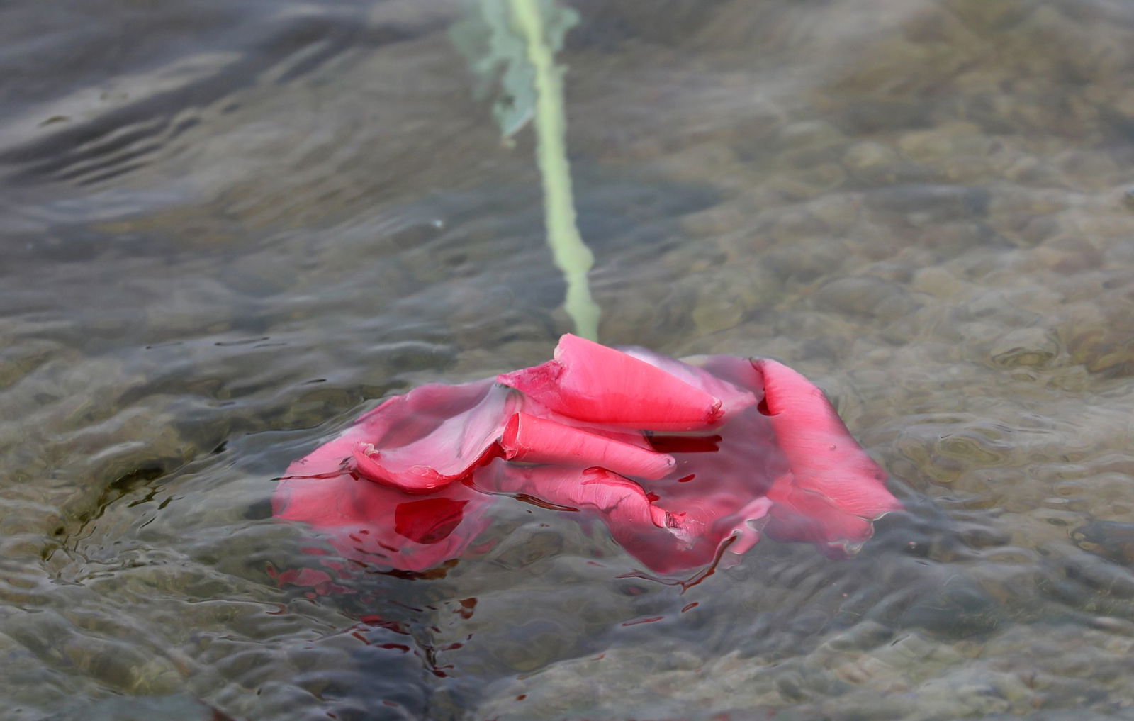 Die Urnen mit der Asche lösen sich im Wasser in kurzer Zeit auf. (Symbolbild)