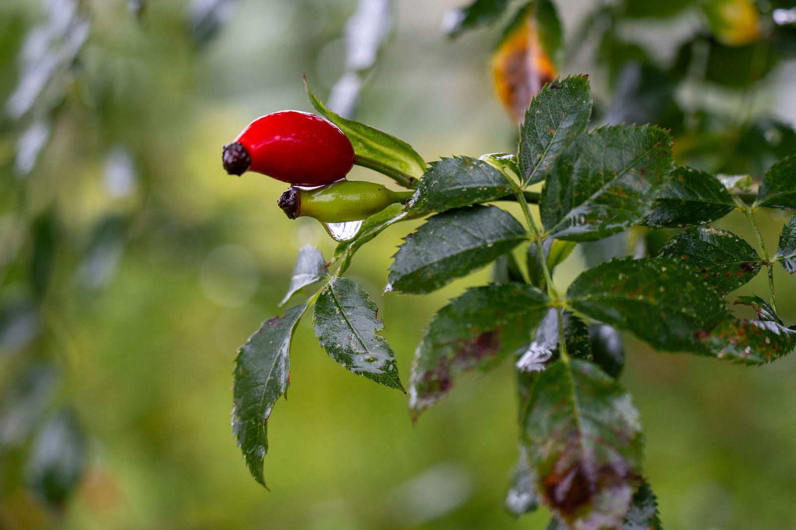 Tiefdruckeinfluss und herbstlich kühle Luftmassen bestimmen dem DWD zufolge das Wettergeschehen.