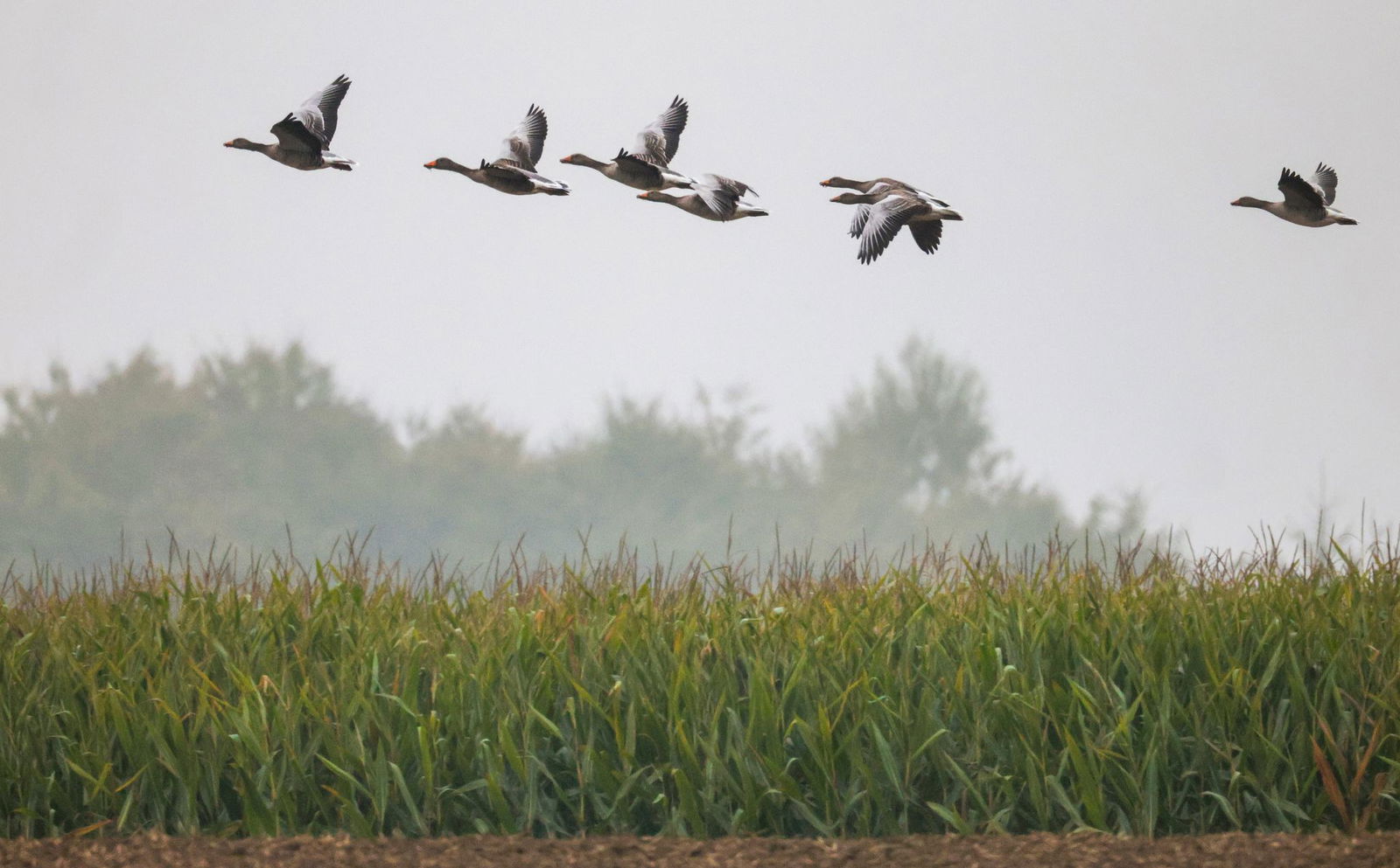 In der kommenden Woche kann es laut DWD wieder regnen. 