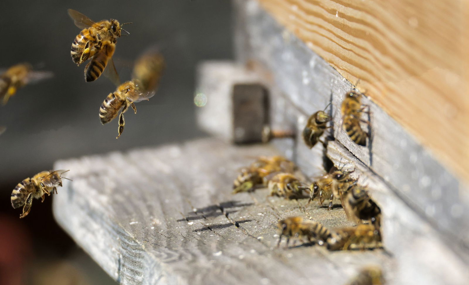 Ein Radfahrer hat laut Polizei bei Eberbach im Rhein-Neckar-Kreis sieben Bienenvölker gerettet. (Symbolbild)