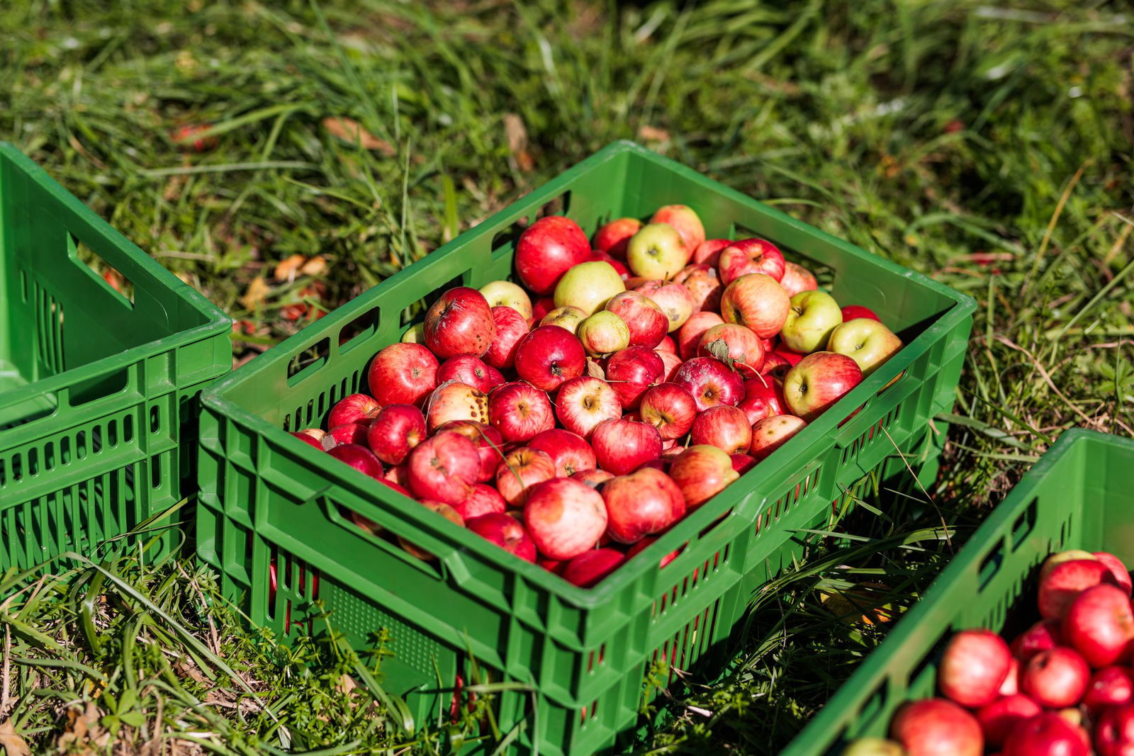Schätzungen nach weist Baden-Württemberg die größten zusammenhängenden Streuobstbestände Europas auf.