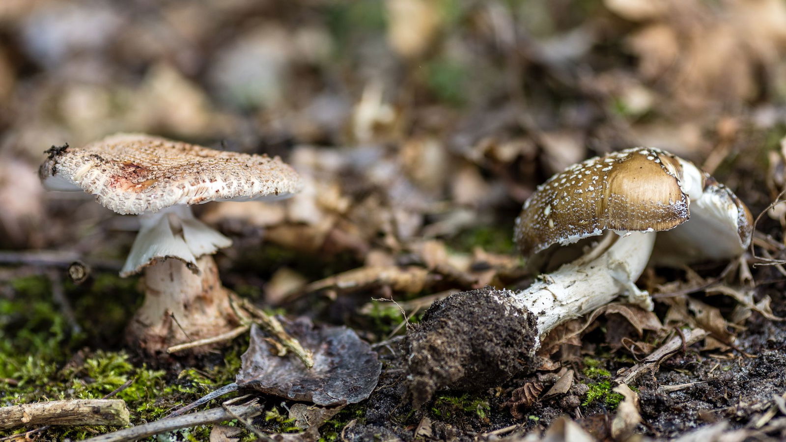 Pilze sind leicht zu verwechseln: links ein essbarer Perlpilz, rechts ein stark giftiger Pantherpilz. (Archivbild) 