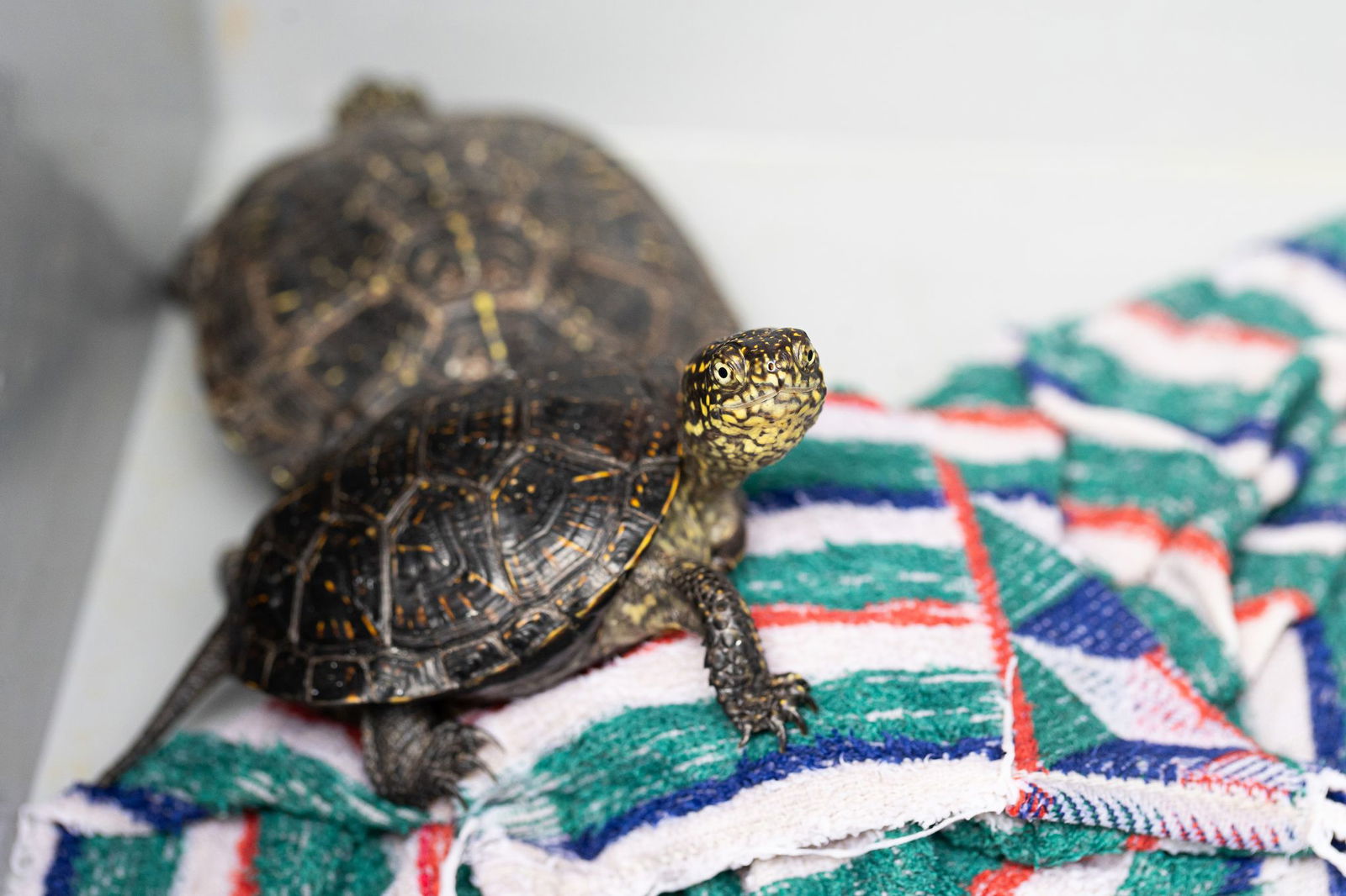 Die Europäische Sumpfschildkröte ist klein bis mittelgroß und lebt überwiegend im Wasser.(Archivbild)