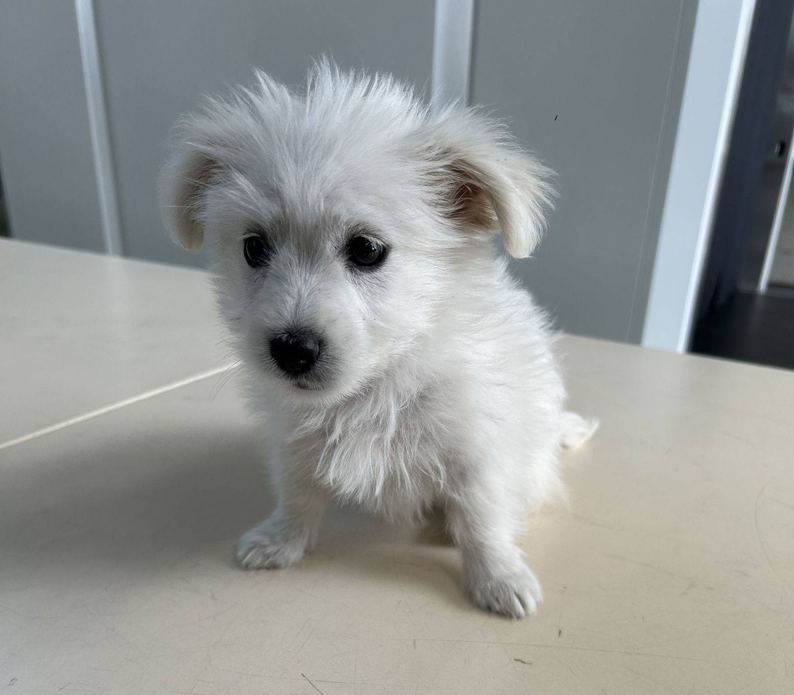 Der kleine Hund wird seine nächste Zeit im Tierheim verbringen müssen.