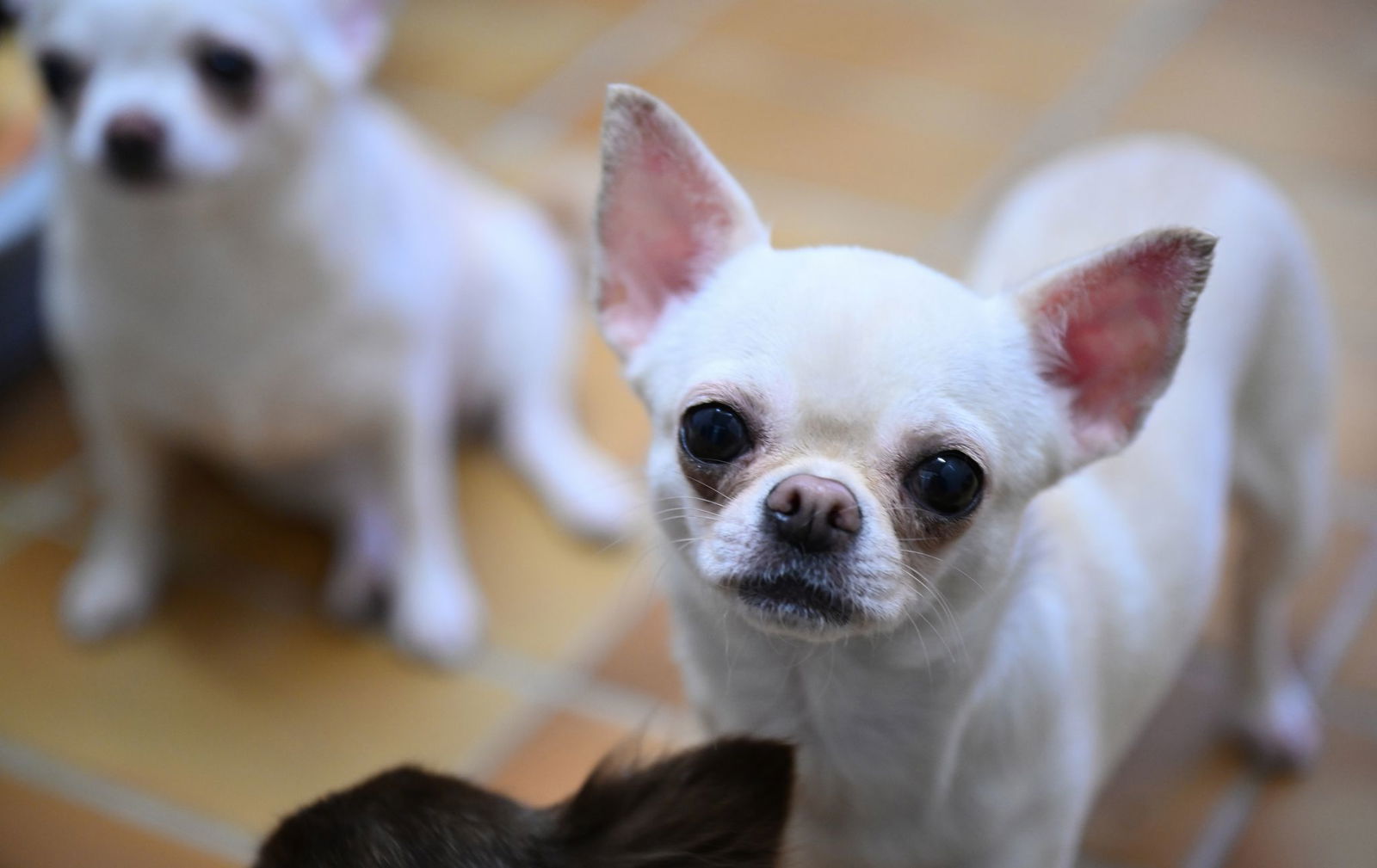 Mutmaßlich ein Chihuahua soll einen Jungen in Weinheim gebissen haben. (Symbolbild)