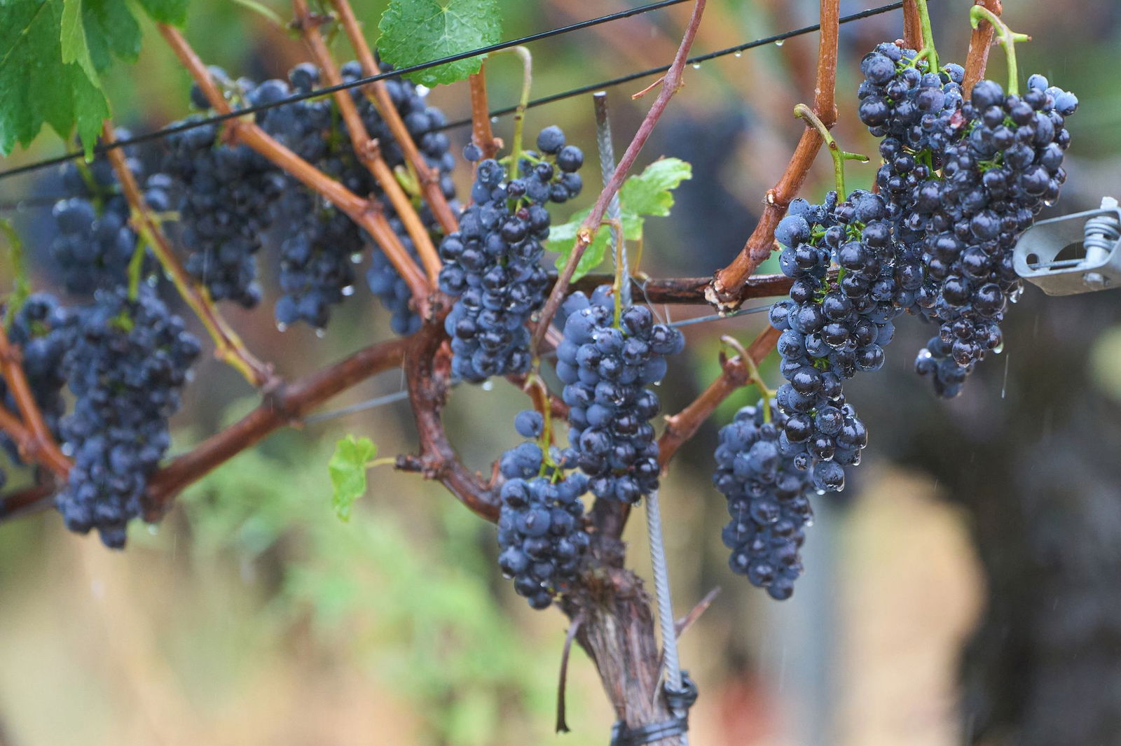Es regnet in den kommenden Tagen immer wieder. (Symbolbild)