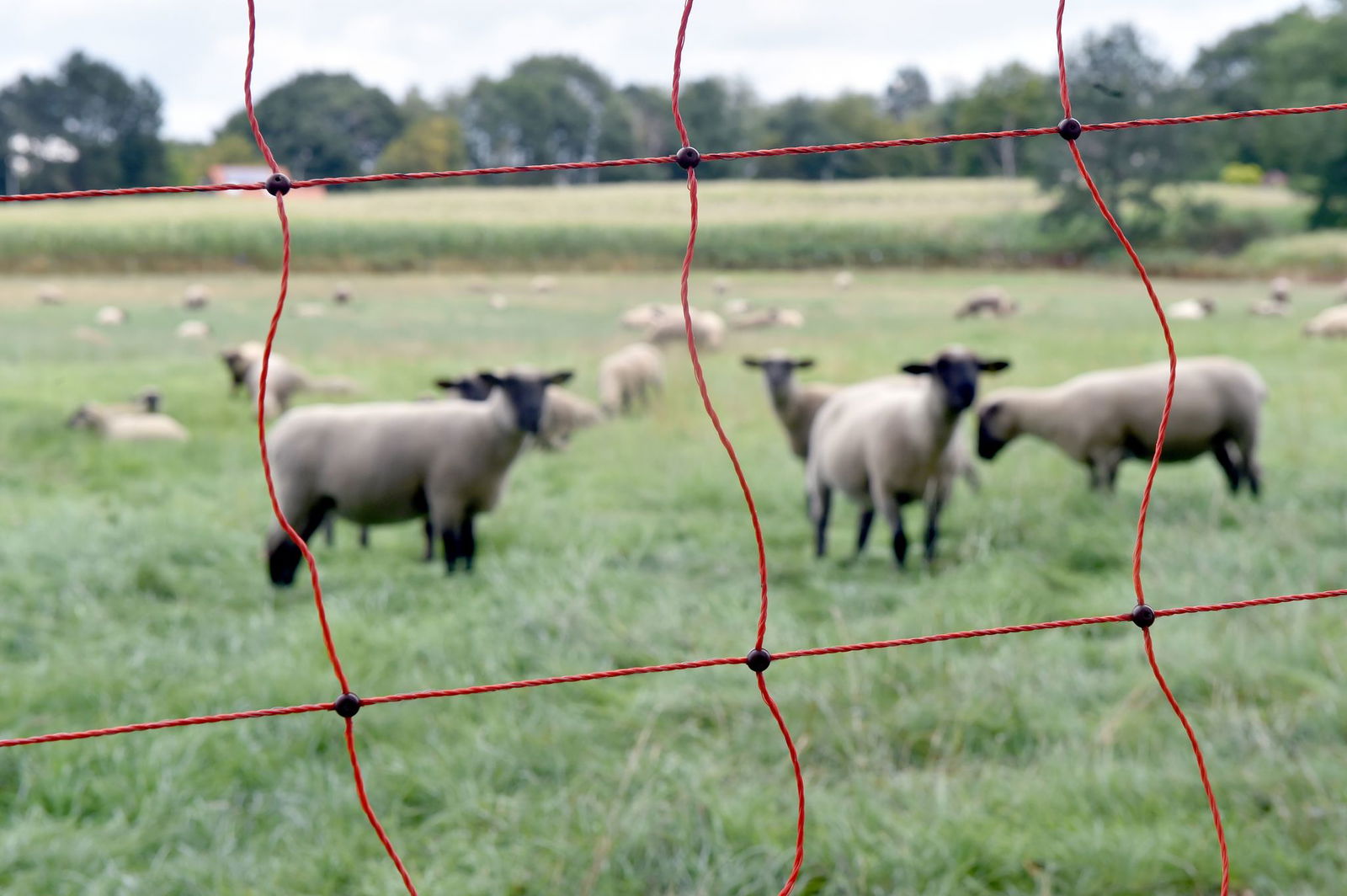 2024 wurden für Schutzmaßnahmen für Nutztiere gegen den Wolf in 191 Fällen insgesamt rund 580.000 Euro ausgezahlt. (Archivbild)