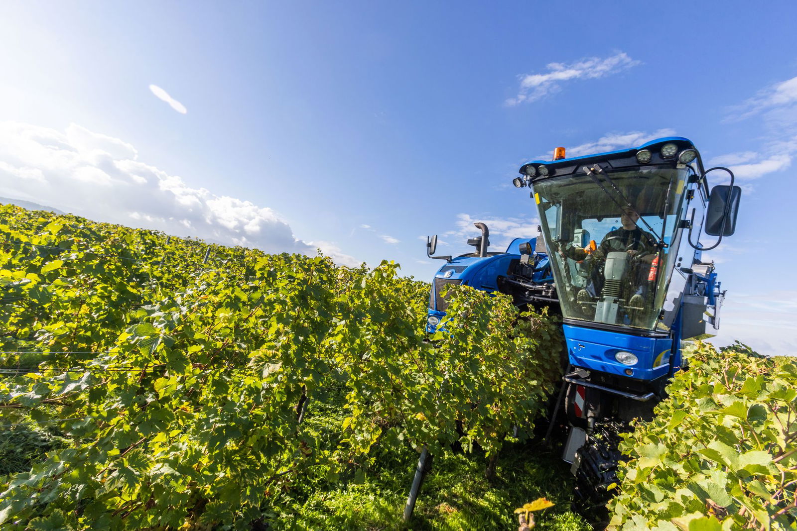 Im Anbaugebiet Baden läuft die Weinlese (Foto-Archiv)