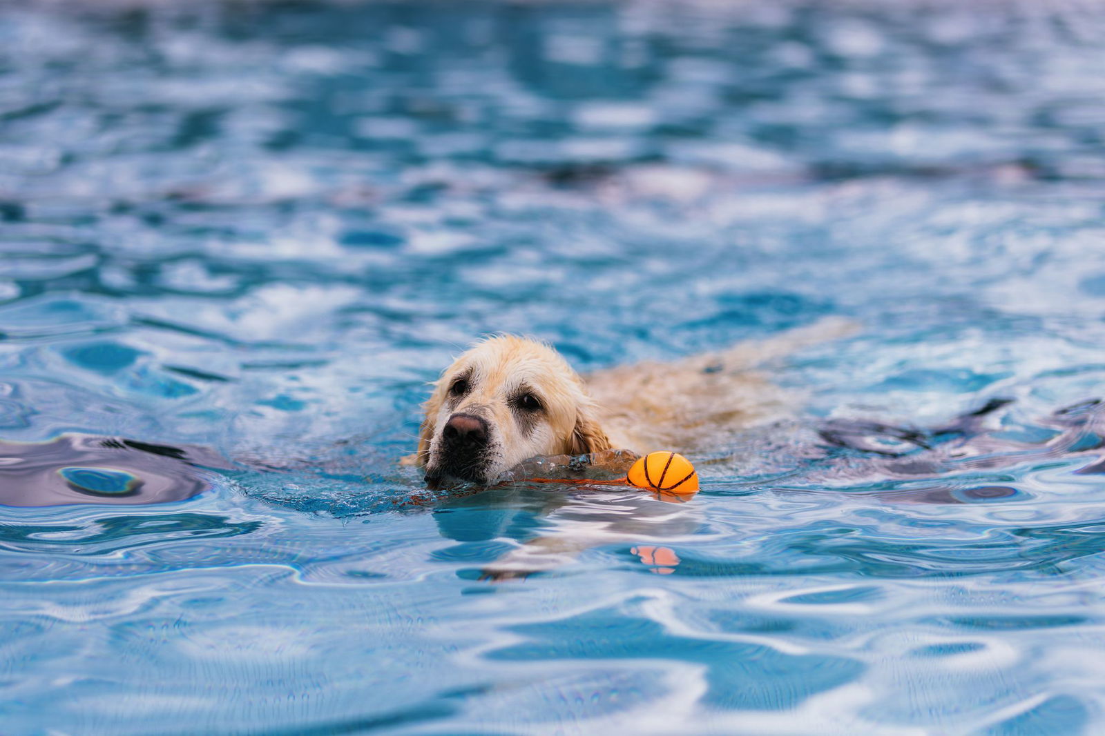 Sechs Stunden lang konnten die Vierbeiner ins Wasser mit extra verringertem Chlorgehalt.
