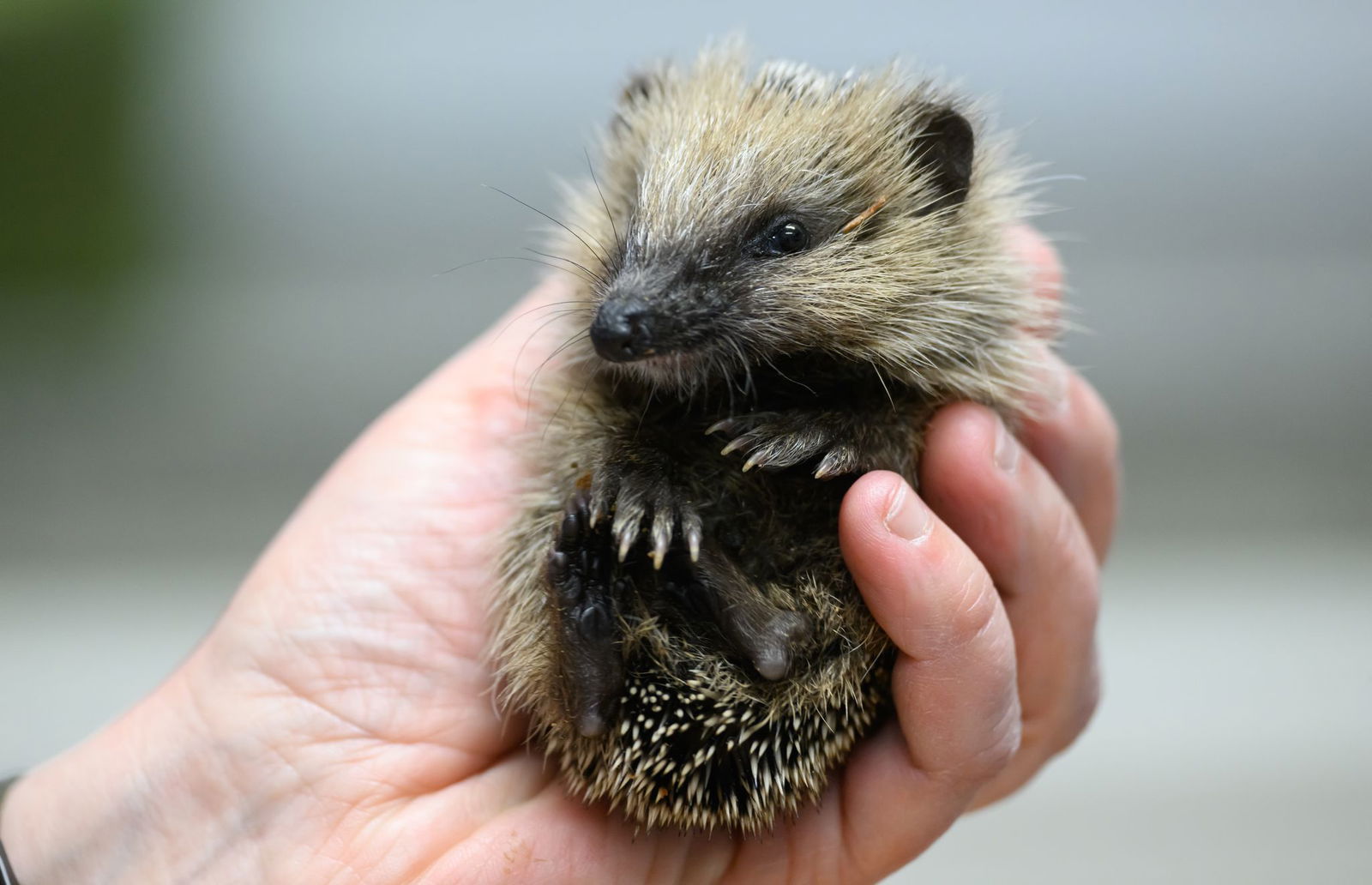 Immer mehr junge Igel finden vor dem Winter zu wenig Nahrung (Archivbild)