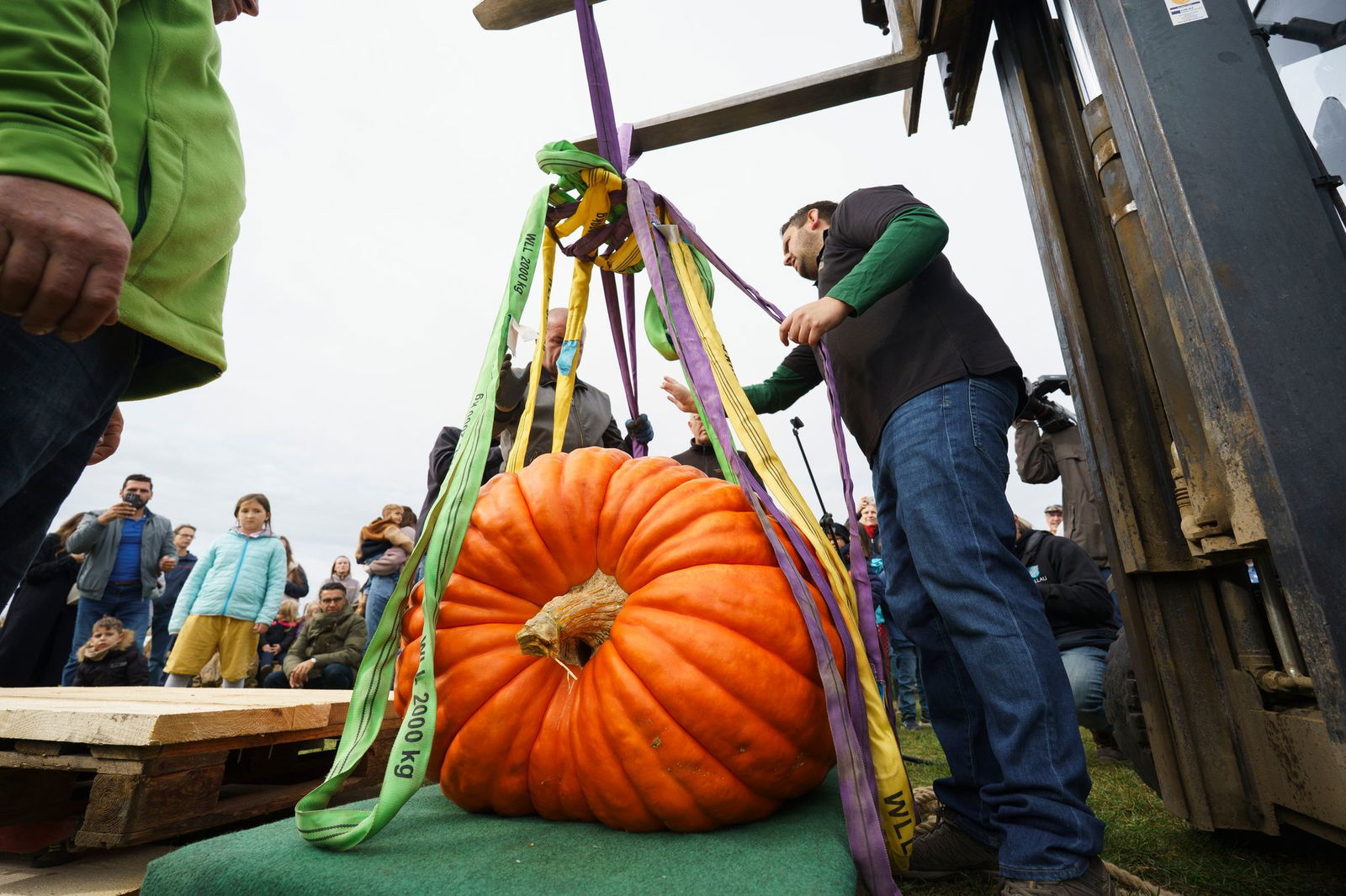 Der Sieger-Kürbis der Paulinenpflege Winnenden mit etwa 594 Kilogramm. 