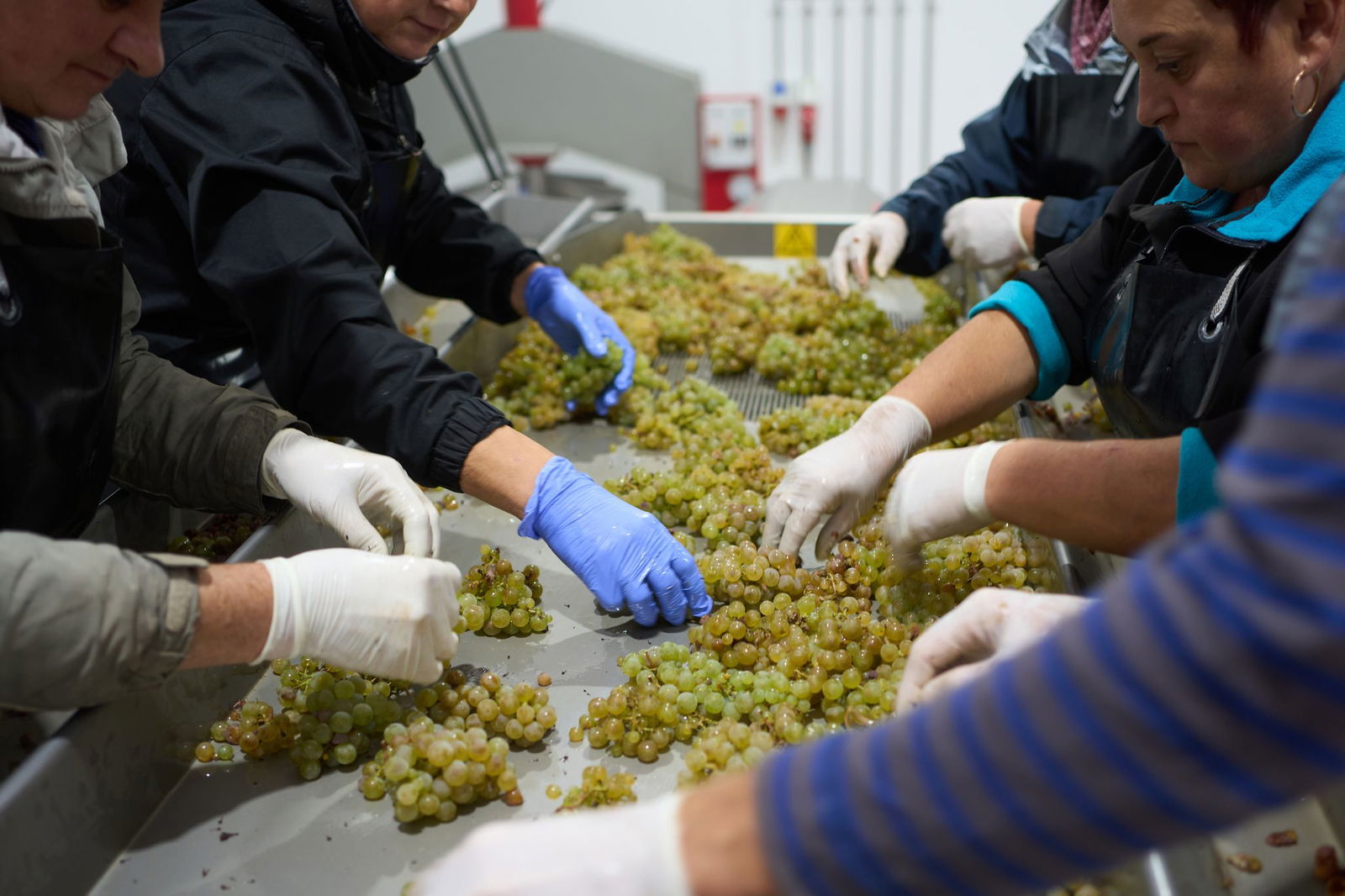 Mehr Wein als im schwachen Vorjahr. 