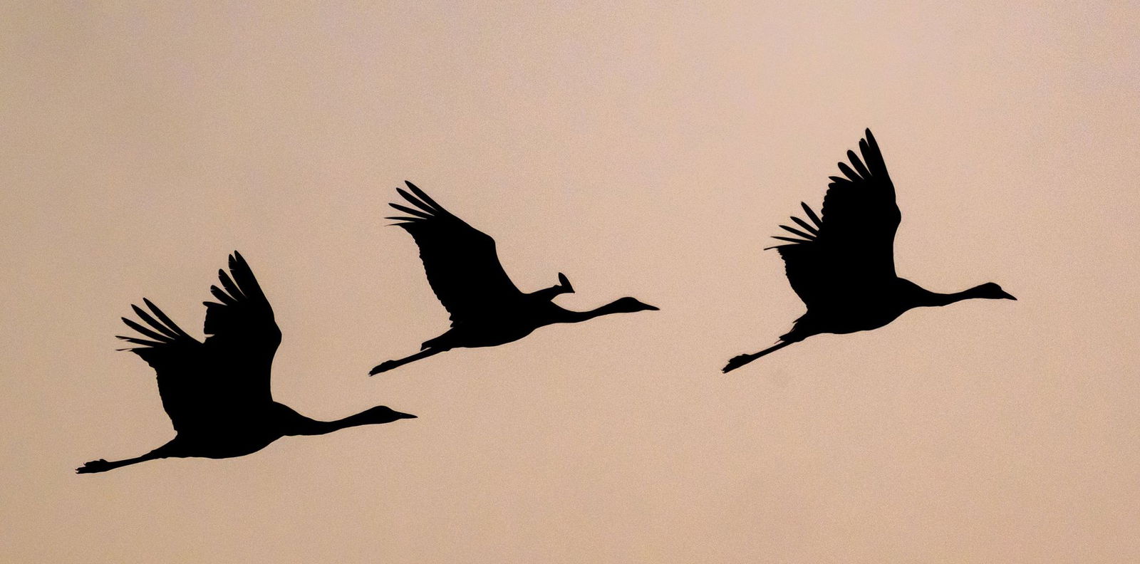 Kraniche machen sich derzeit in ihren Brutgebieten auf den Weg Richtung Süden. Obwohl sie in Rheinland-Pfalz und Saarland nur kurze Zwischenstopps einlegen, wächst auch hier die Sorge vor einer Verbreitung der Vogelgrippe. (Archivbild) 