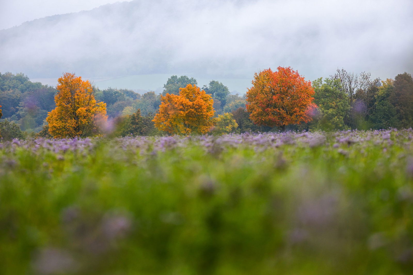 Das Laub der Bäume färbt sich überall ein.