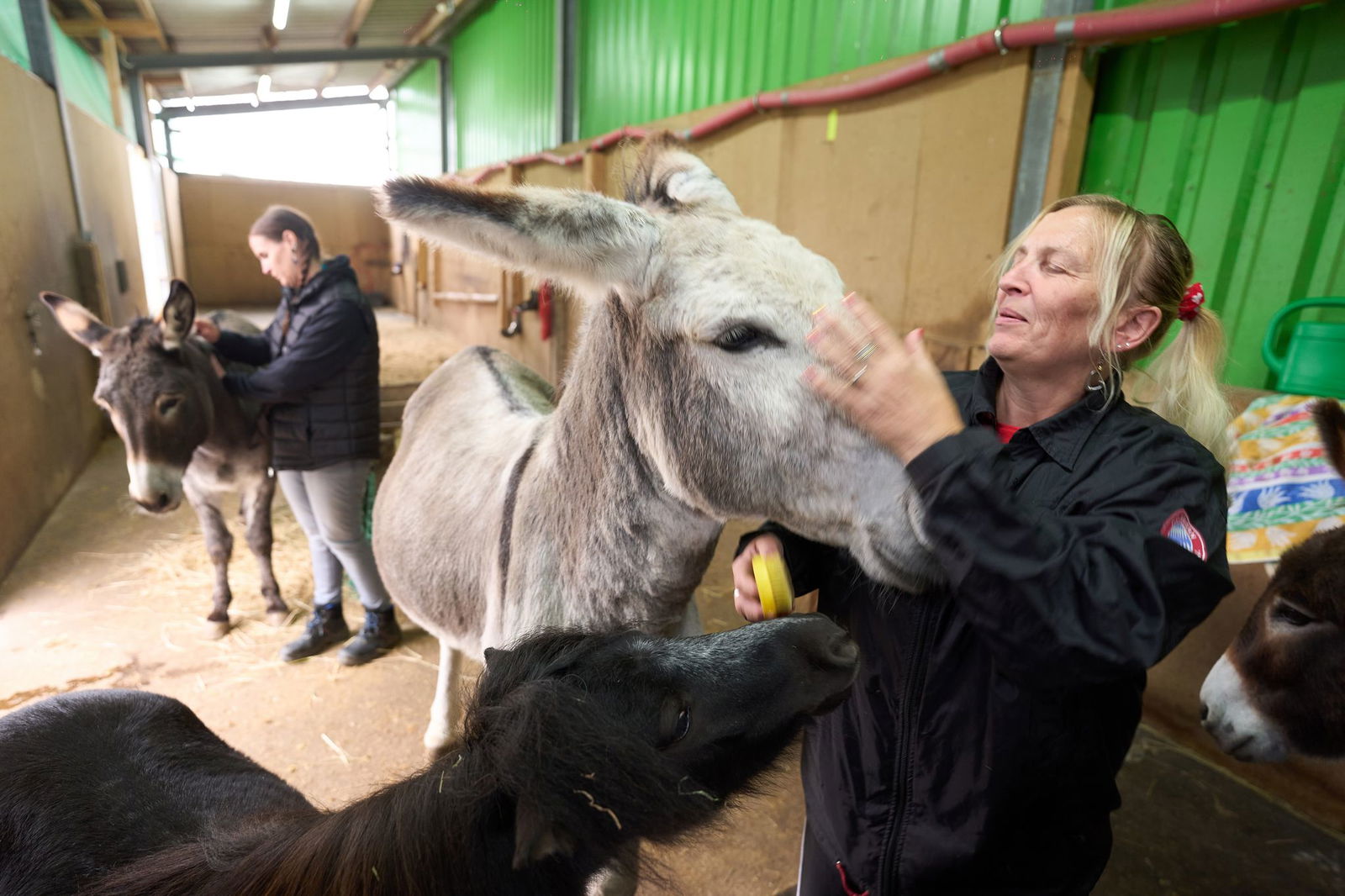 Der große Bolle ist sehr sanftmütig.