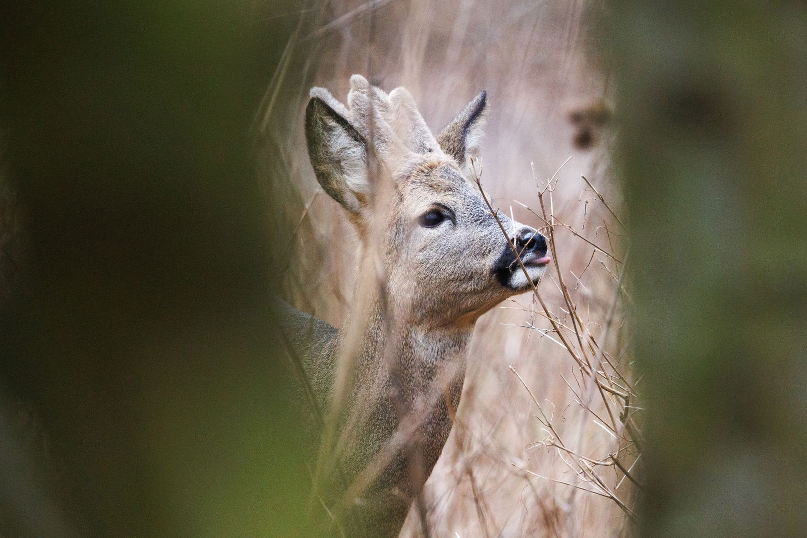 Ein Unbekannter hat ein Reh in einem Kenzinger Gehege erschossen. (Symbolbild)
