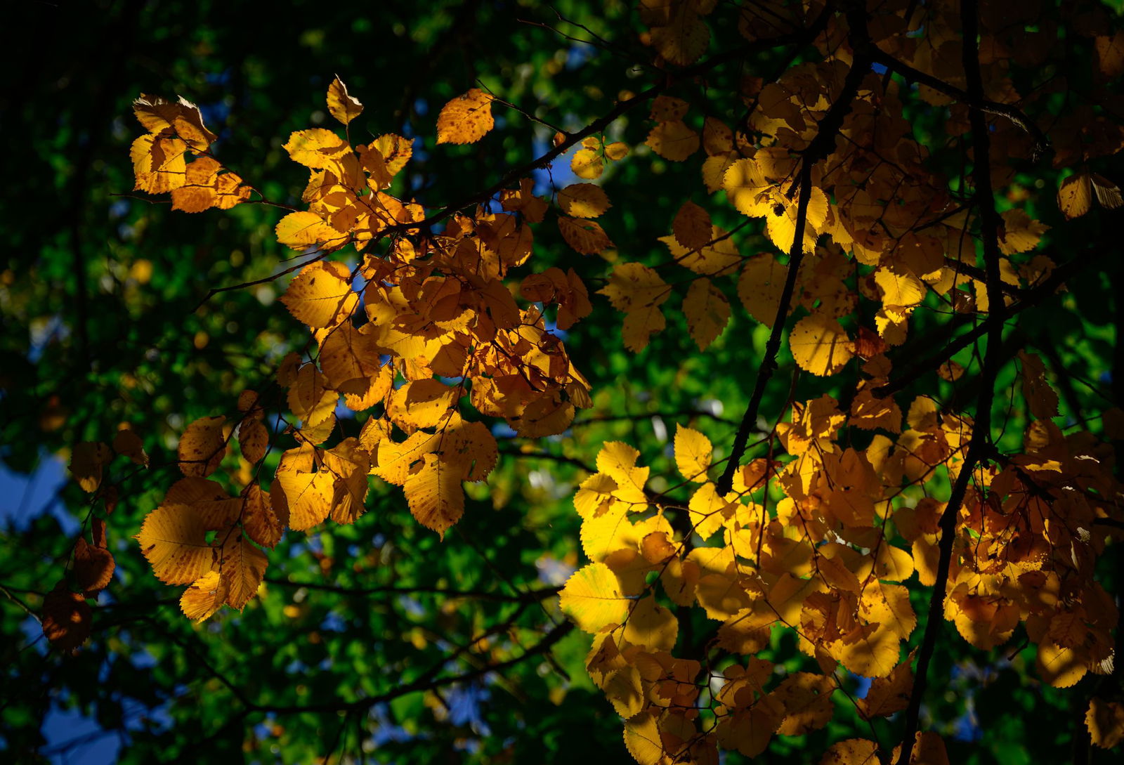 In den nächsten Tagen erwarten Rheinland-Pfalz und das Saarland ruhiges Herbstwetter mit viel Sonnenschein. (Symbolbild)