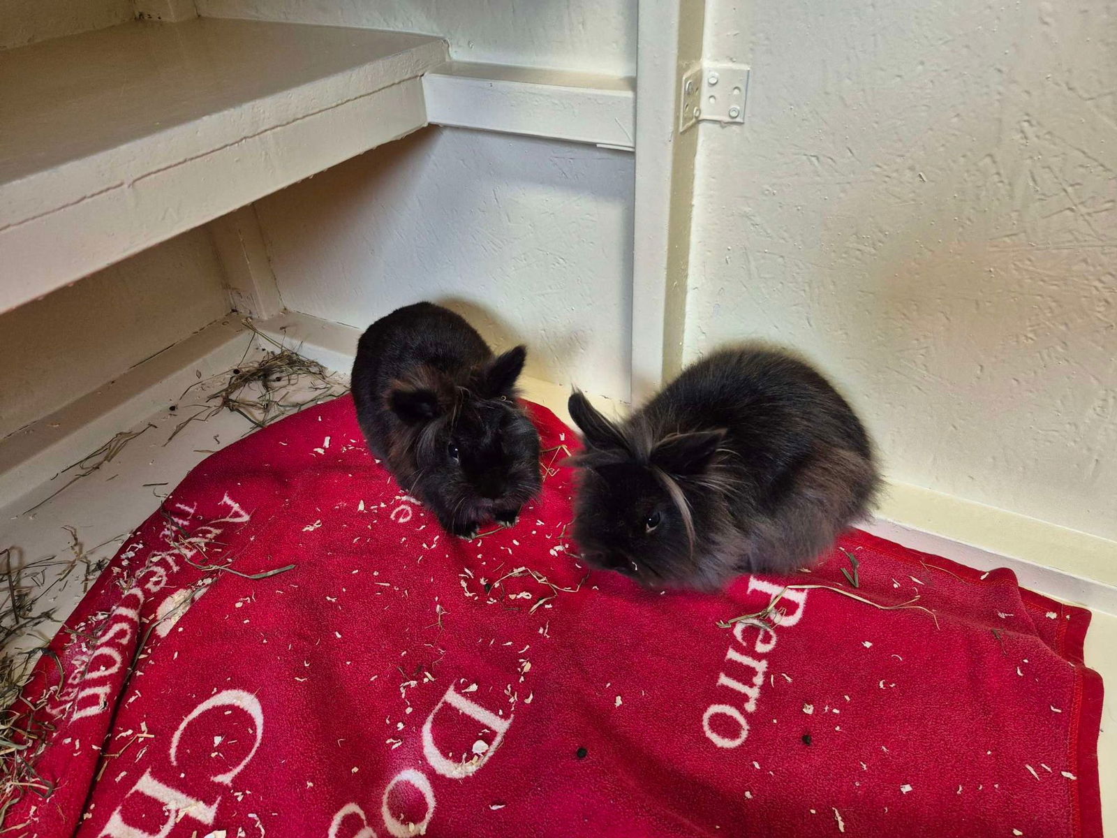 Ein Mädchen hat in Rastatt ausgesetzte Kaninchen gefunden. Die Polizei veröffentlichte ein Foto.