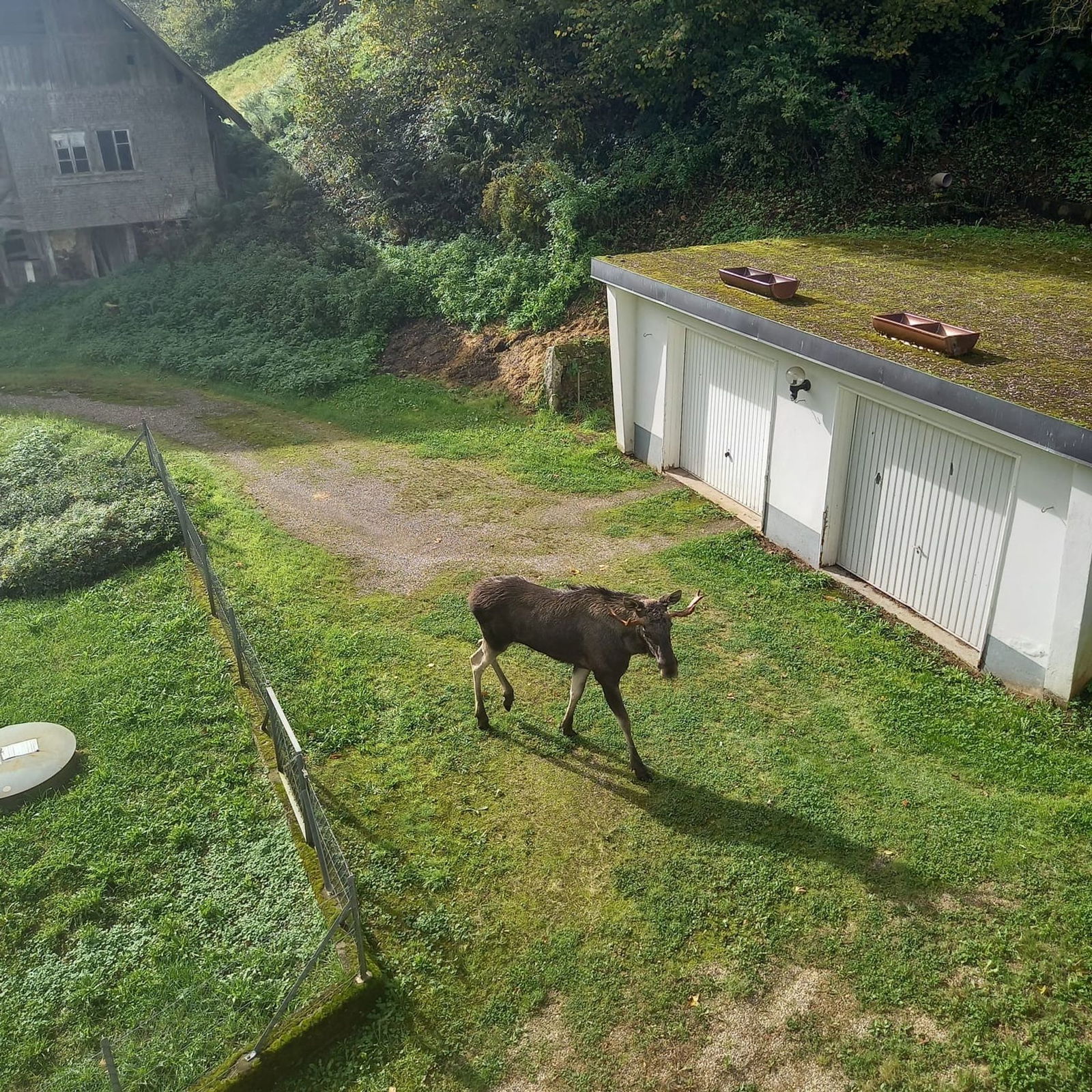 Ein Elch stattet einer Schwarzwälderin auf einem Grundstück einen Besuch ab.