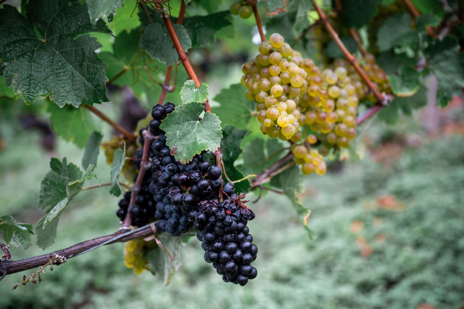 Die deutsche Weinbranche steckt in einer schweren Krise. (Symbolbild)