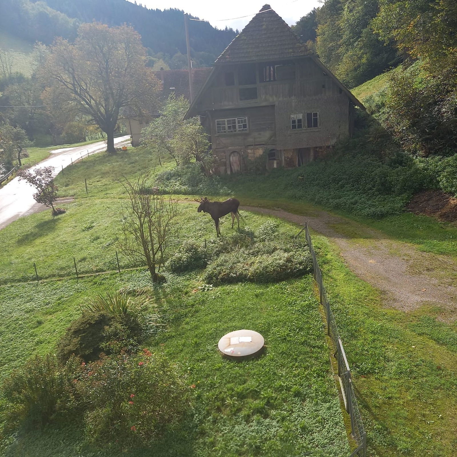Der Elch schaut sich neugierig auf dem Grundstück einer Anwohnerin um.