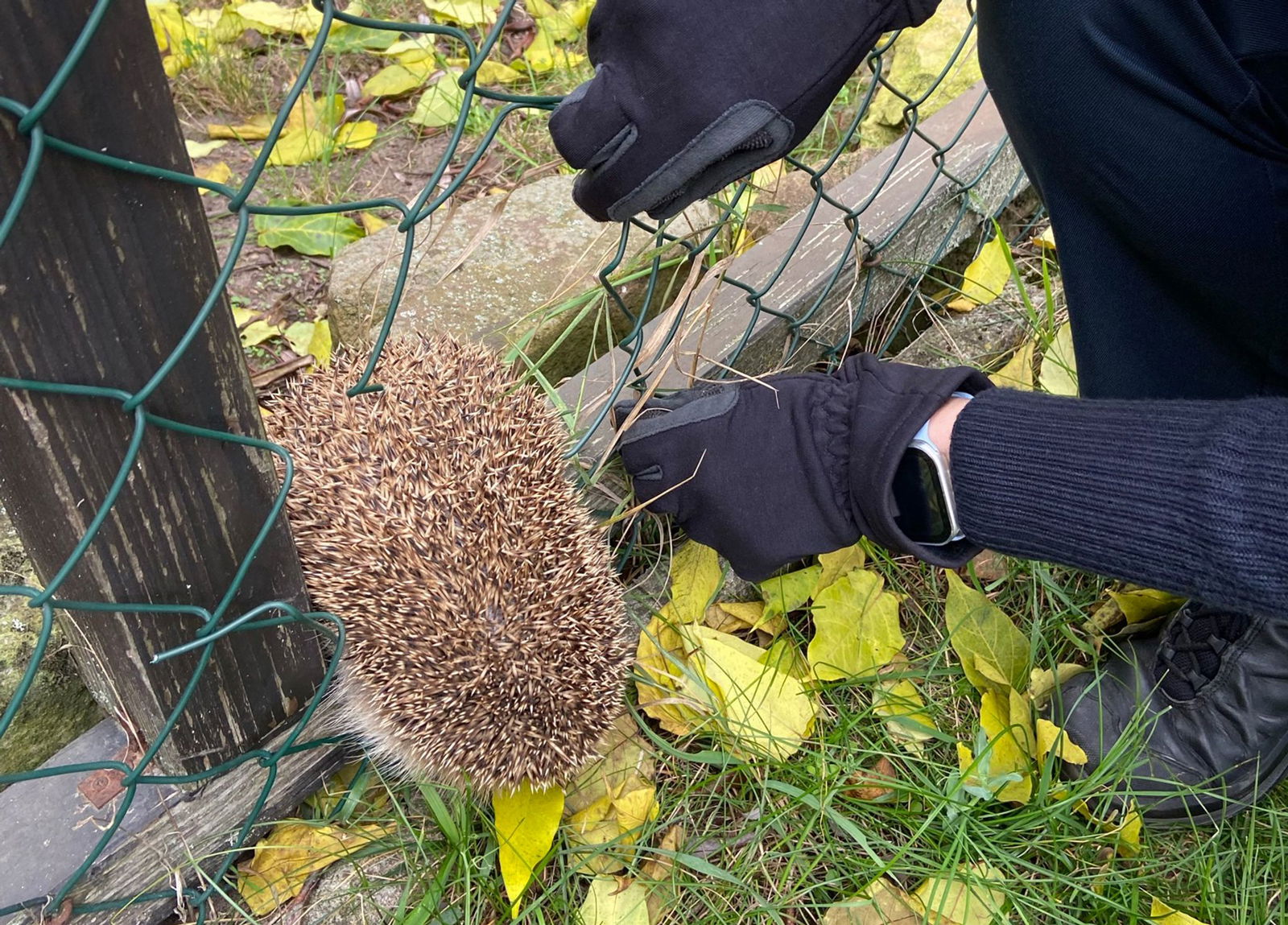 Eine Polizistin befreit den Igel aus einem Maschendrahtzaun.