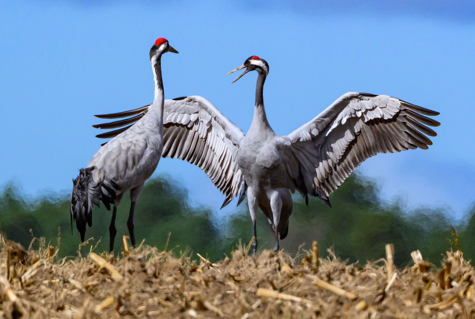 Wenn der Winter naht, machen sich die Kraniche auf den Weg in den warmen Süden, um genug Nahrung zu finden. Viele bleiben inzwischen jedoch auch schon in Deutschland. Vogelschützer sorgen sich aktuell darum, dass sich die Vogelgrippe bei ihnen ausbreitet…