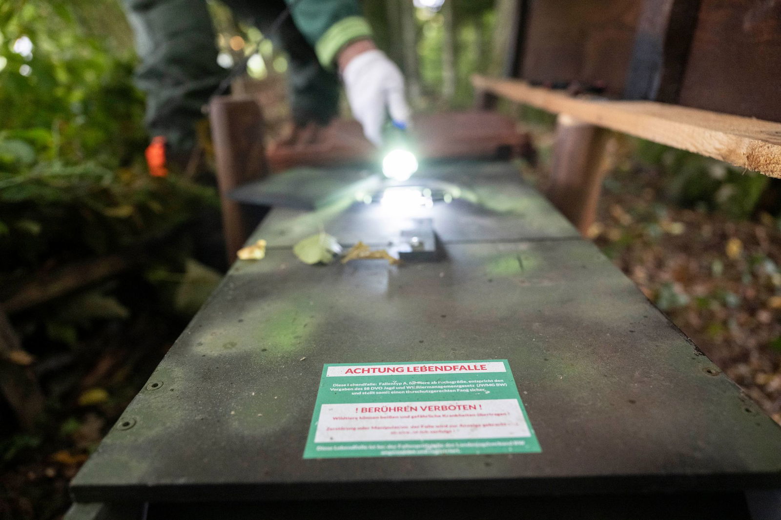 Die Lebendfallen sind mit einem Mechanismus versehen, der auslöst, wenn ein Waschbär auf der Suche nach Futter in der Falle auf eine Wippe tritt.