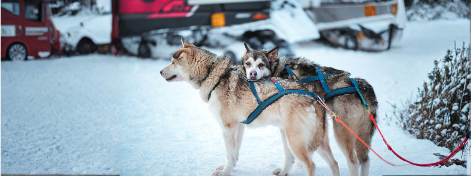 Hundeeschlittenfahrt