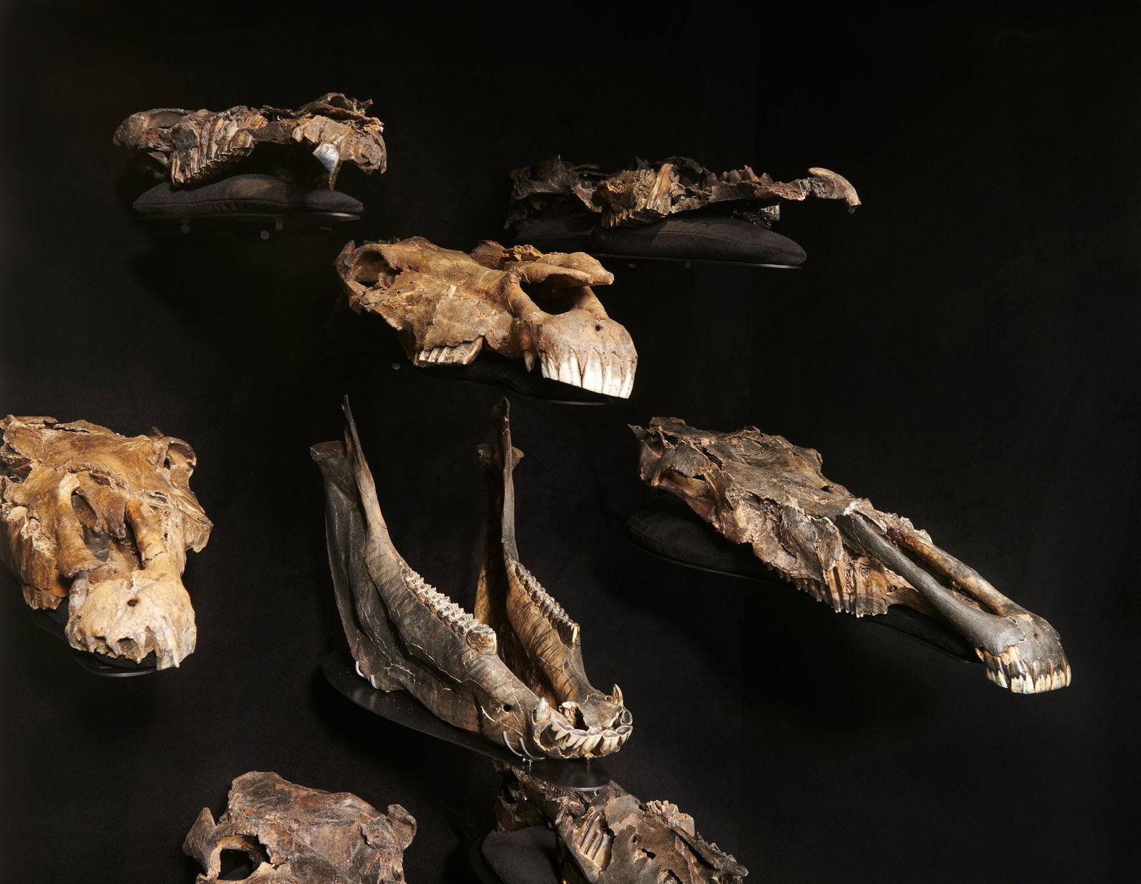 Die Wissenschaftler entdeckten die genetischen Überreste in Fossilien von mindestens 20 erlegten Pferden in Schöningen.