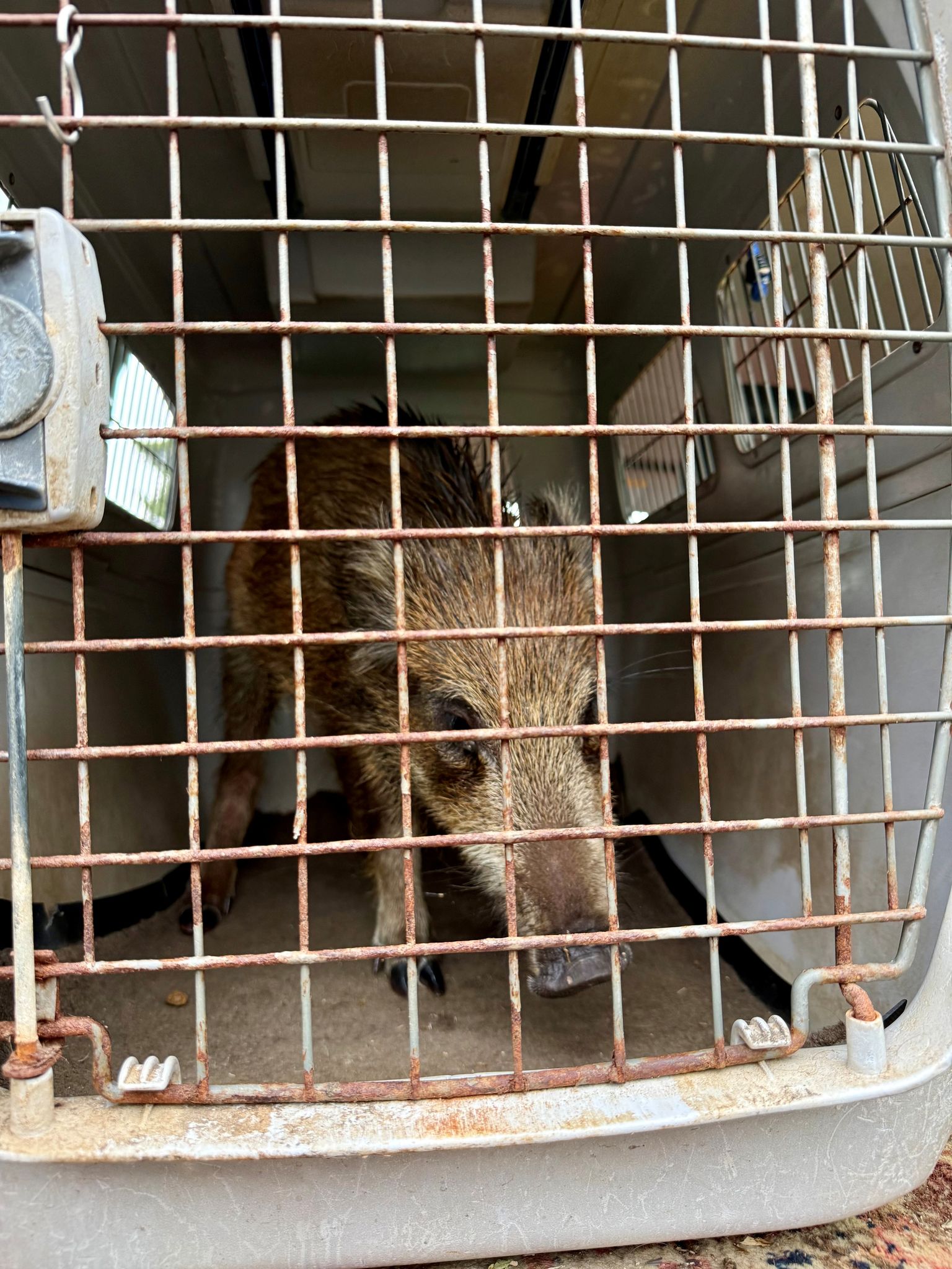 Der Frischling legte nach Polizeiangaben kurzzeitig den Verkehr lahm.