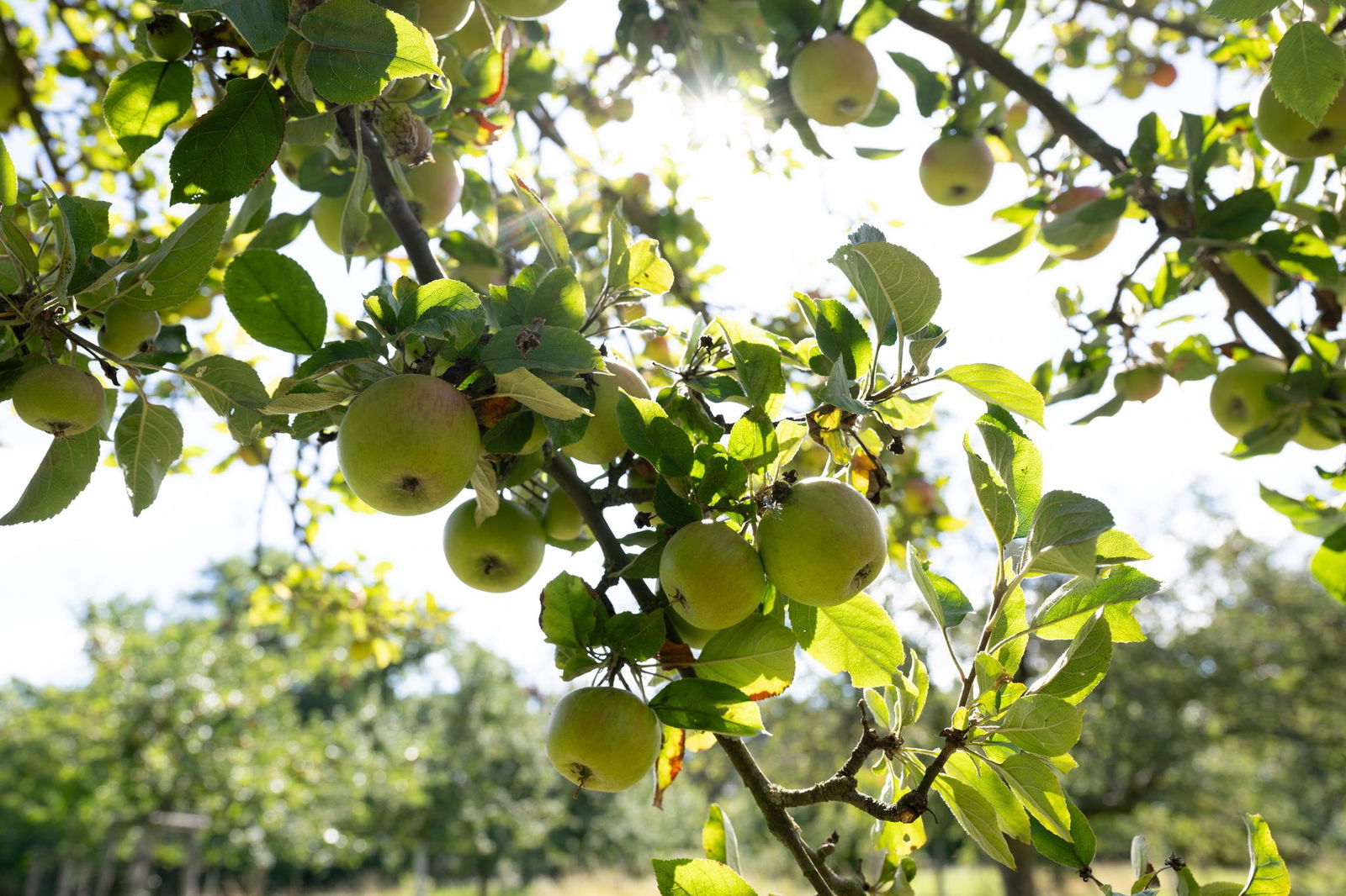 Knapp 3.000 Tonnen mehr konnten Apfelbauern in diesem Jahr in Rheinland-Pfalz ernten (Symbolbild).