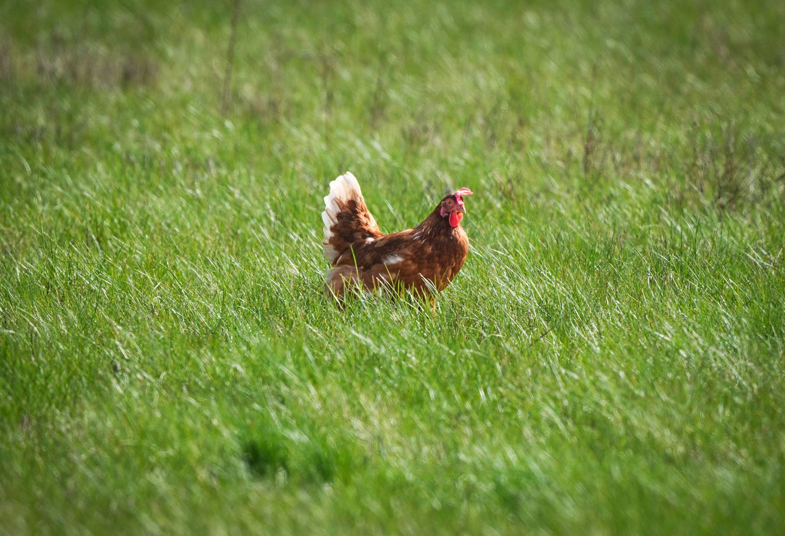 Die Polizei brachte die tierischen Ausreißer in Sicherheit. (Symbolbild)
