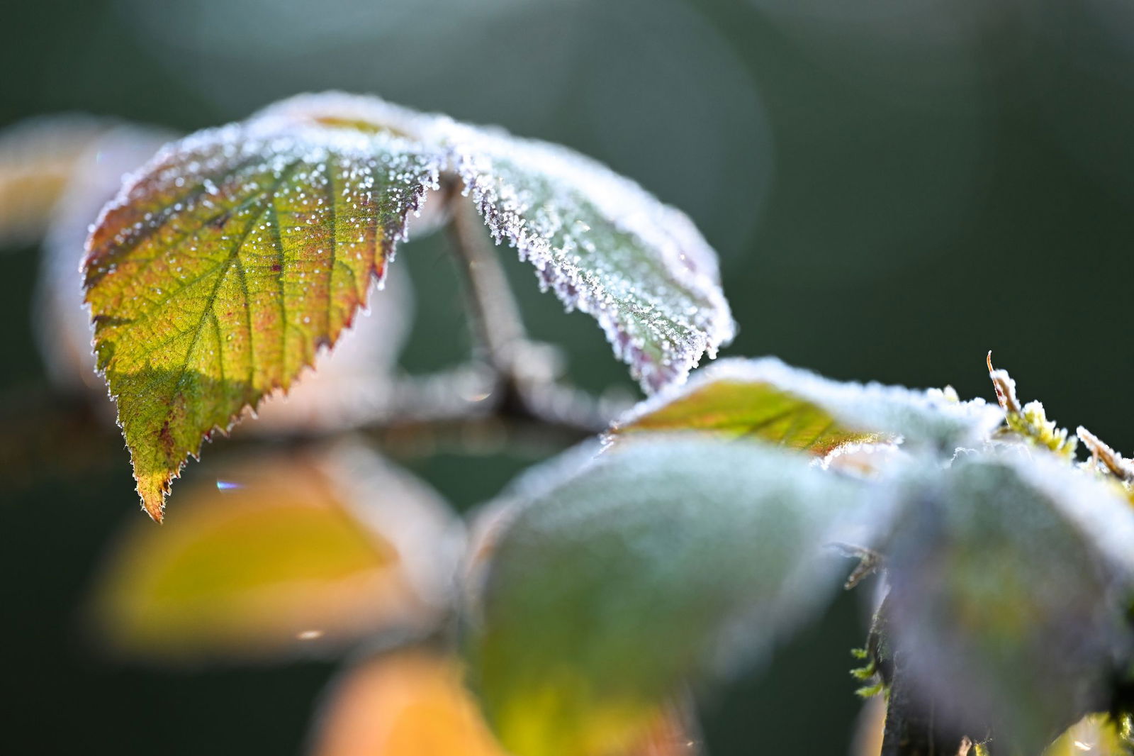 In Bodennähe ist laut DWD in dieser Woche gebietsweise Bodenfrost möglich. (Symbolfoto)