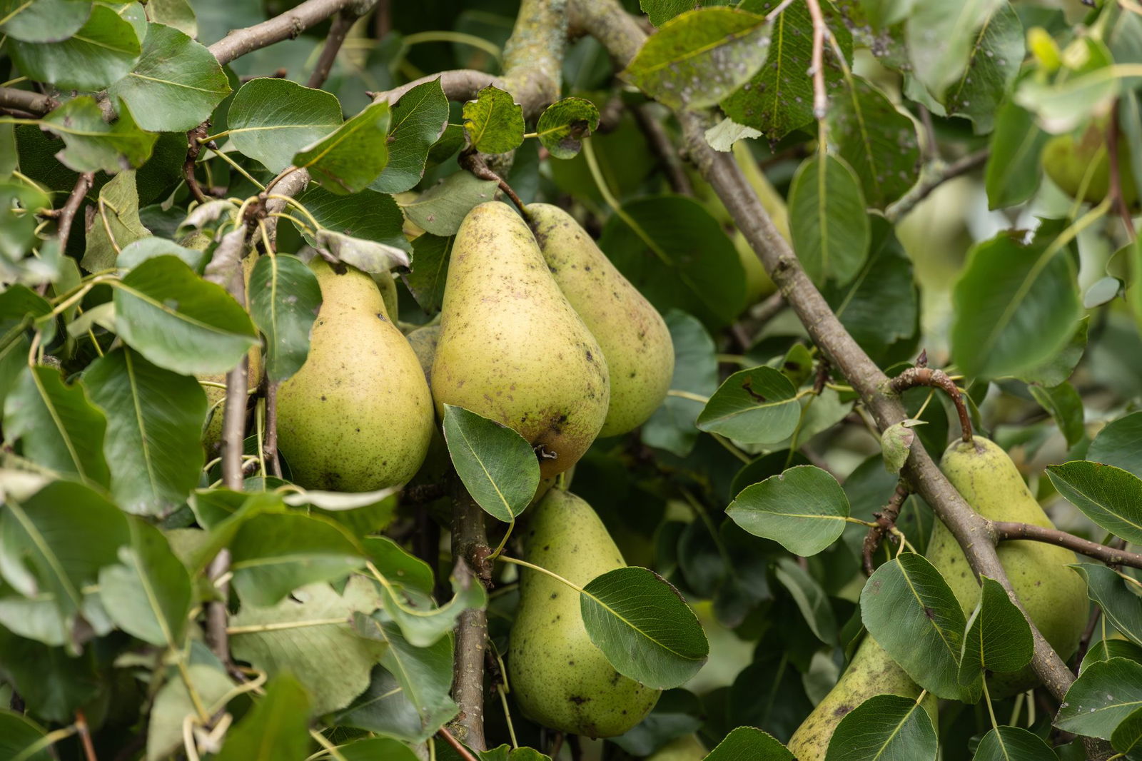 Mehr als 100 Kilo Birnen haben Unbekannte im Raum Schmelz gestohlen. (Symbolfoto) 