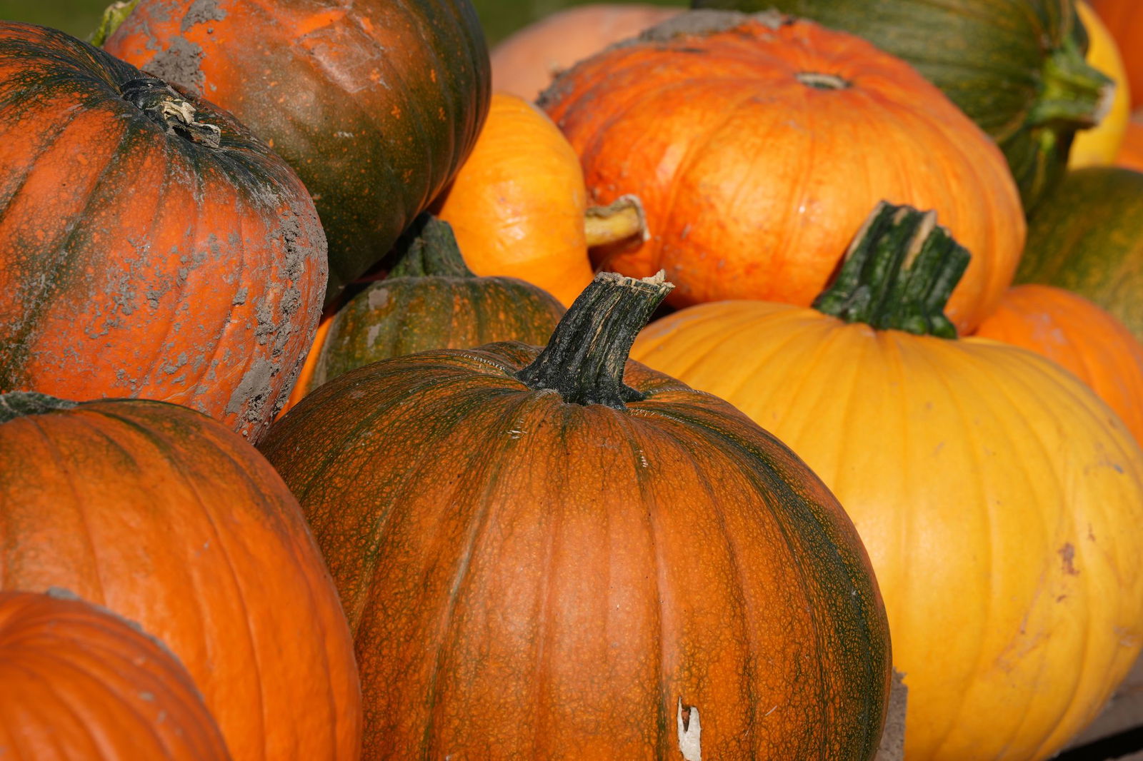 Von grünen Stellen an Kürbissen sollte man sich nicht abschrecken lassen. (Archivbild)