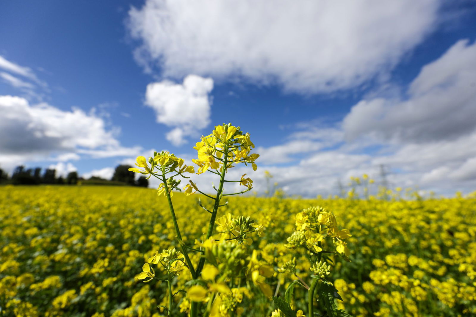Bis zum Wochenende heißt es: Sonne tanken. (Archivbild) 
