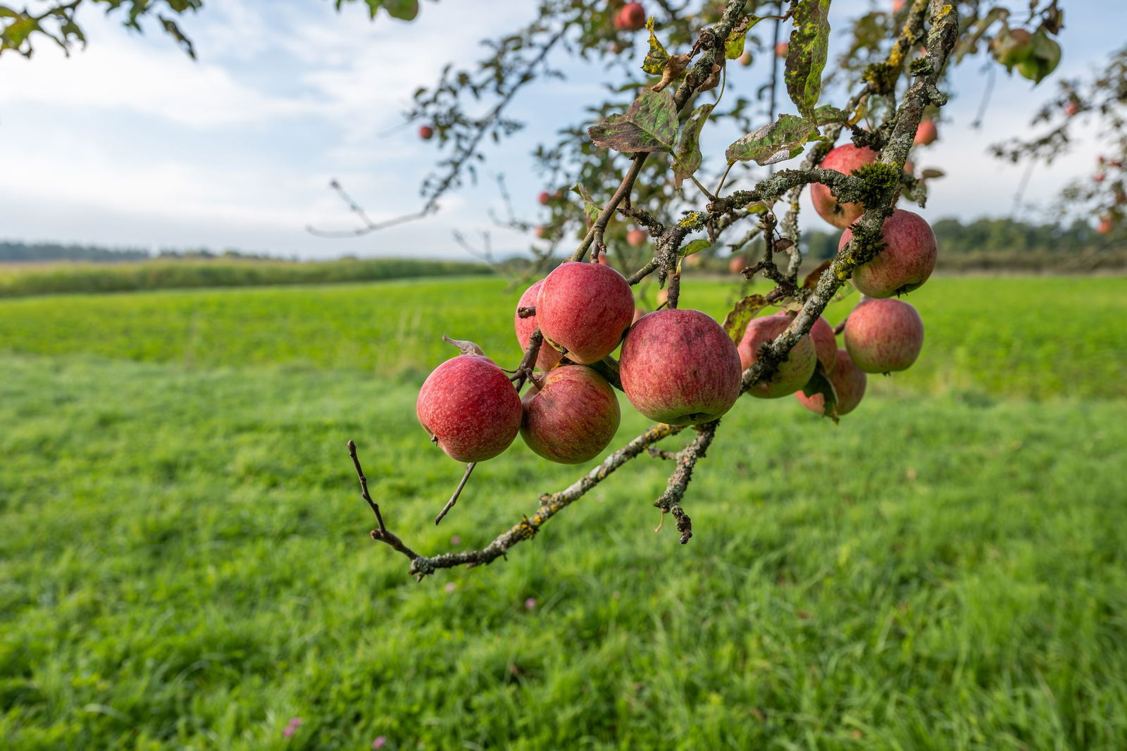 Der Wetterdienst DWD erwartet trockenes Herbstwetter. (Archivbild)