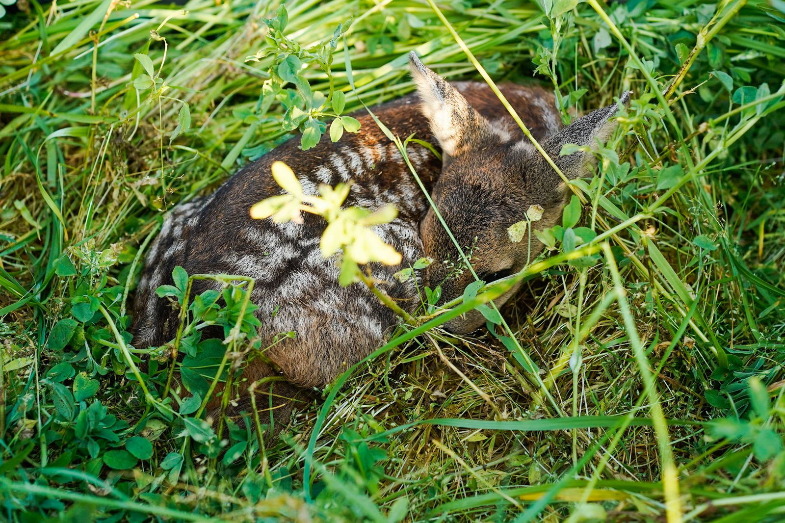 Der Einsatz von Drohnen mit Wärmebildkameras auf Agrarflächen zum Schutz von Rehkitzen ist seit Ende vergangenen Jahres dauerhaft möglich. (Symbolfoto)