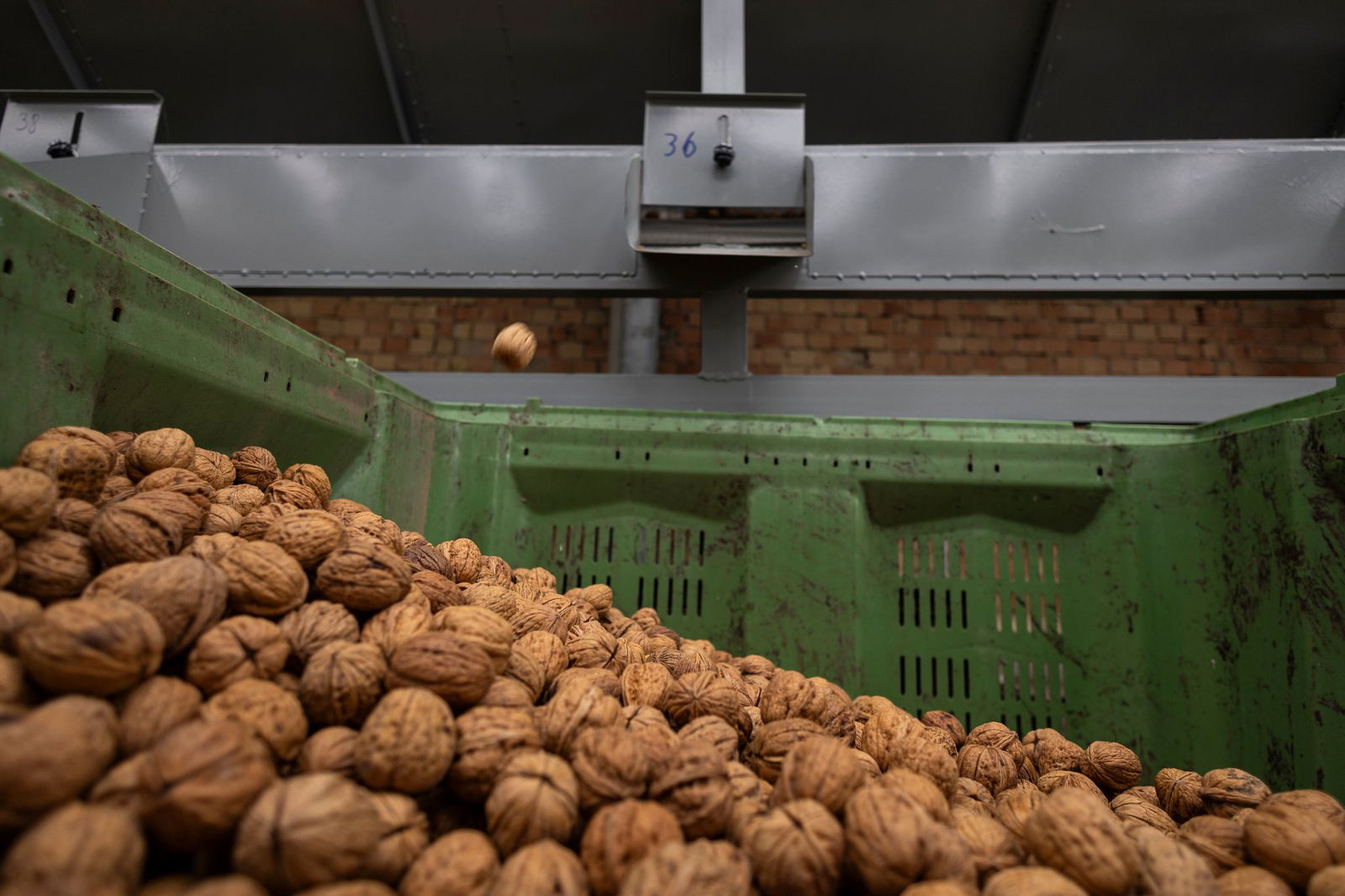 Die Walnussernte 2025 ist zu Ende. 