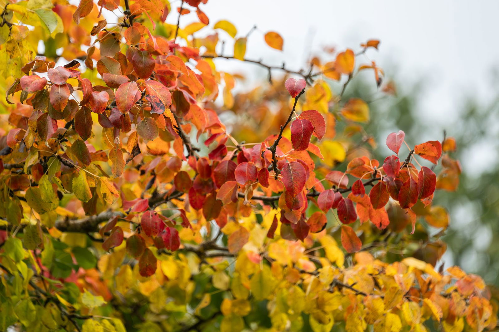 Auch in den kommenden Tagen bleibt es im Südwesten eher herbstlich. (Archivbild)