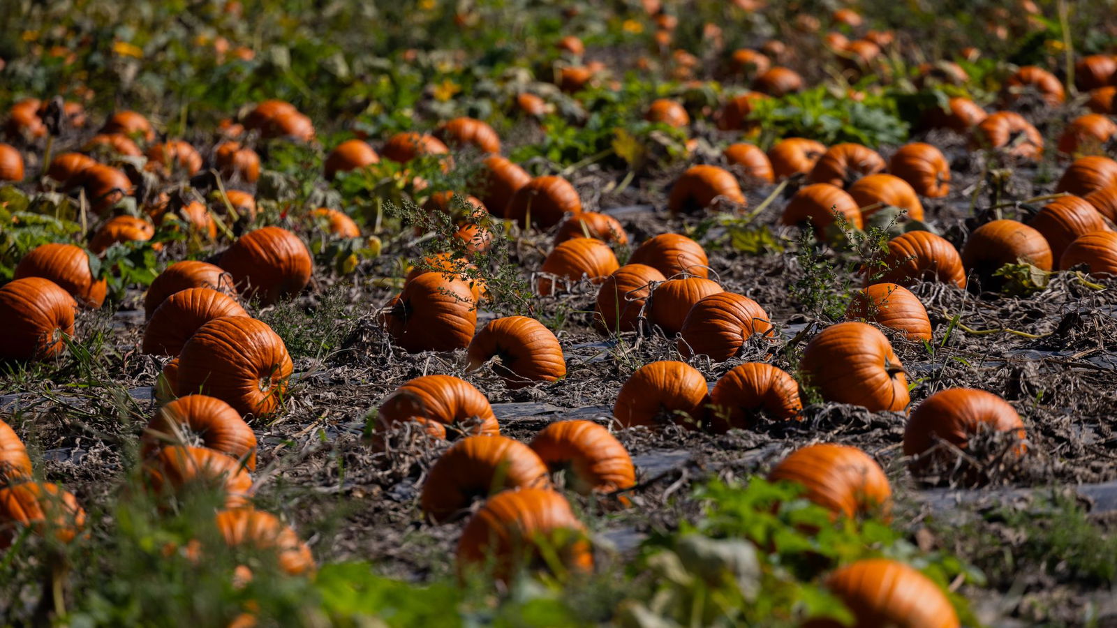 Das Wetter sei herausfordernd gewesen, hieß es. (Symbolbild)