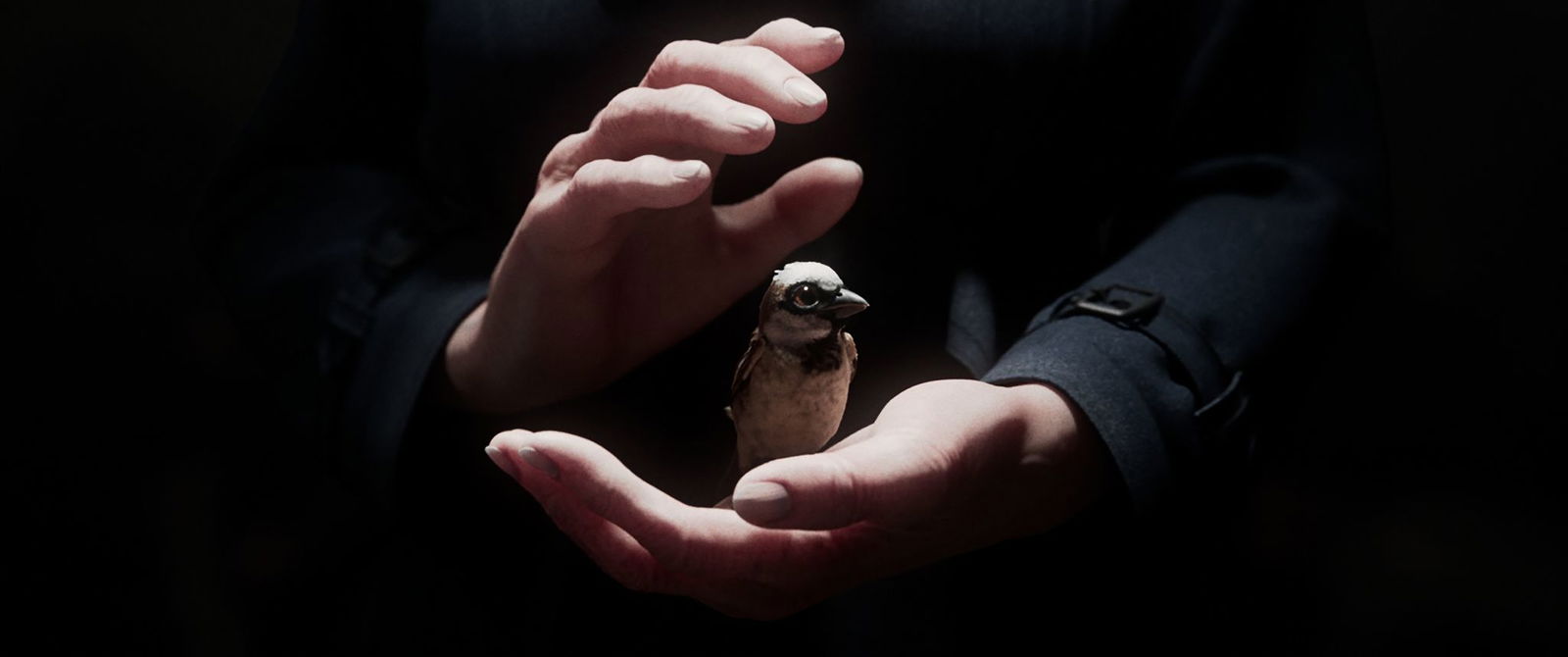 Der Kurzfilm «A Sparrow's Song» gehört zu den großen Gewinnern der Preisverleihung.