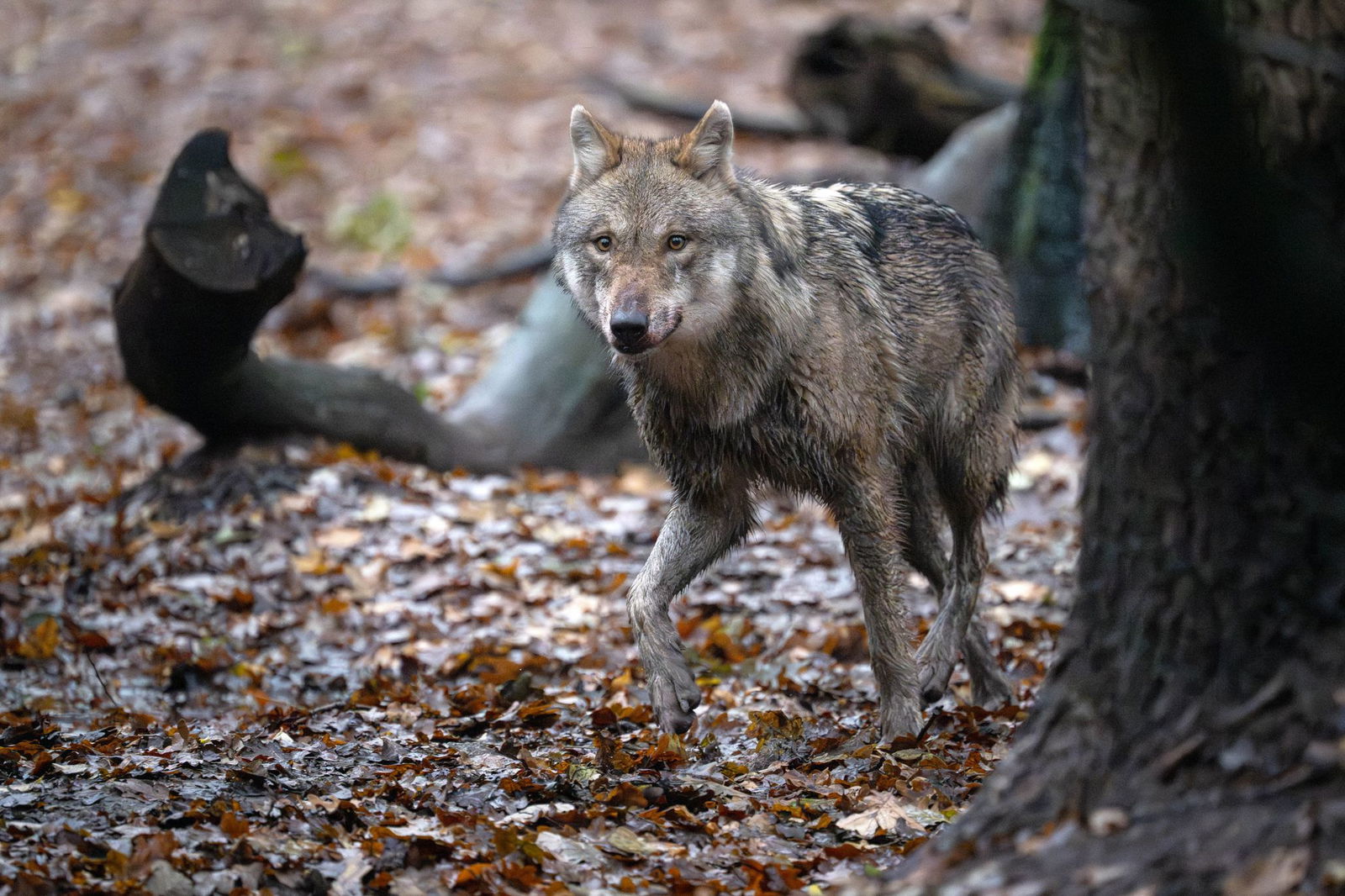 Zunächst waren die Polizei und ein Jagdpächter bei dem auf der A65 getöteten Tier von einem Wolf ausgegangen. (Symbolbild)