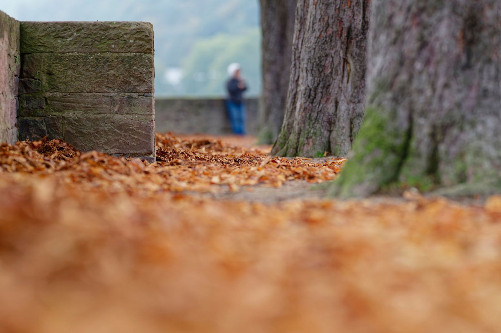 Herbstlaub liegt allenthalben auf den Wegen. 