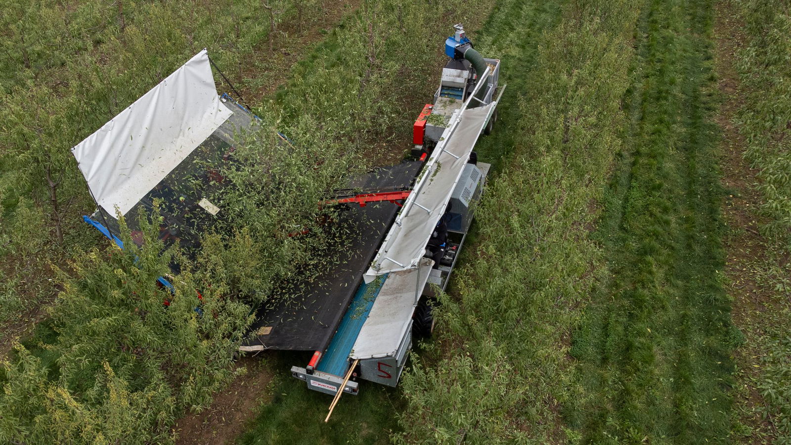 Für die Mandelernte werden nur wenig Arbeitskräfte gebraucht. 