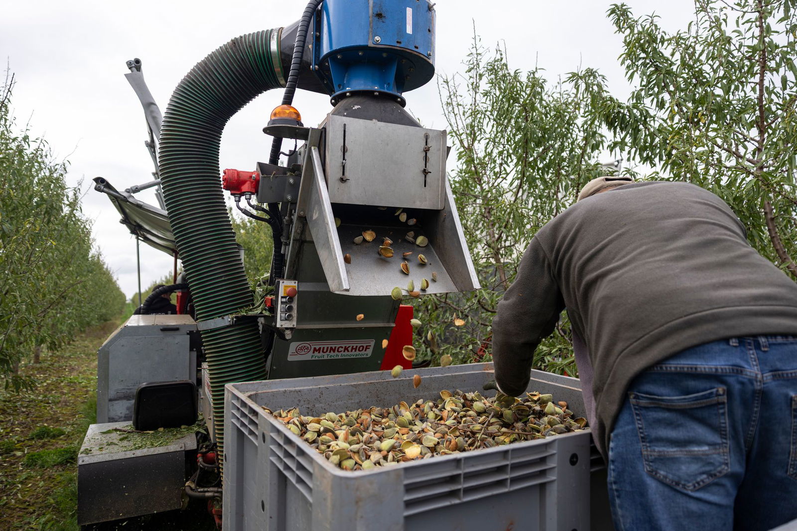 Mandeln und Walnüsse können weitgehend maschinell geerntet werden. 
