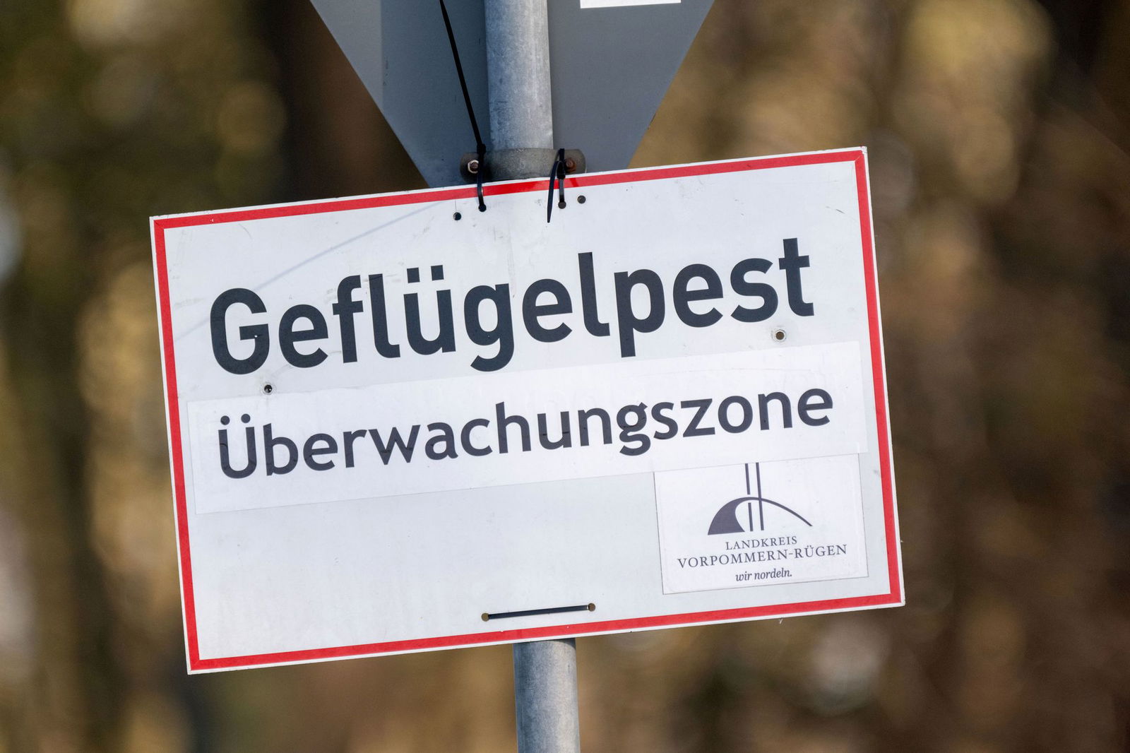 In Baden-Württemberg sind erste Fälle der Vogelgrippe nachgewiesen worden. (Symbolbild)